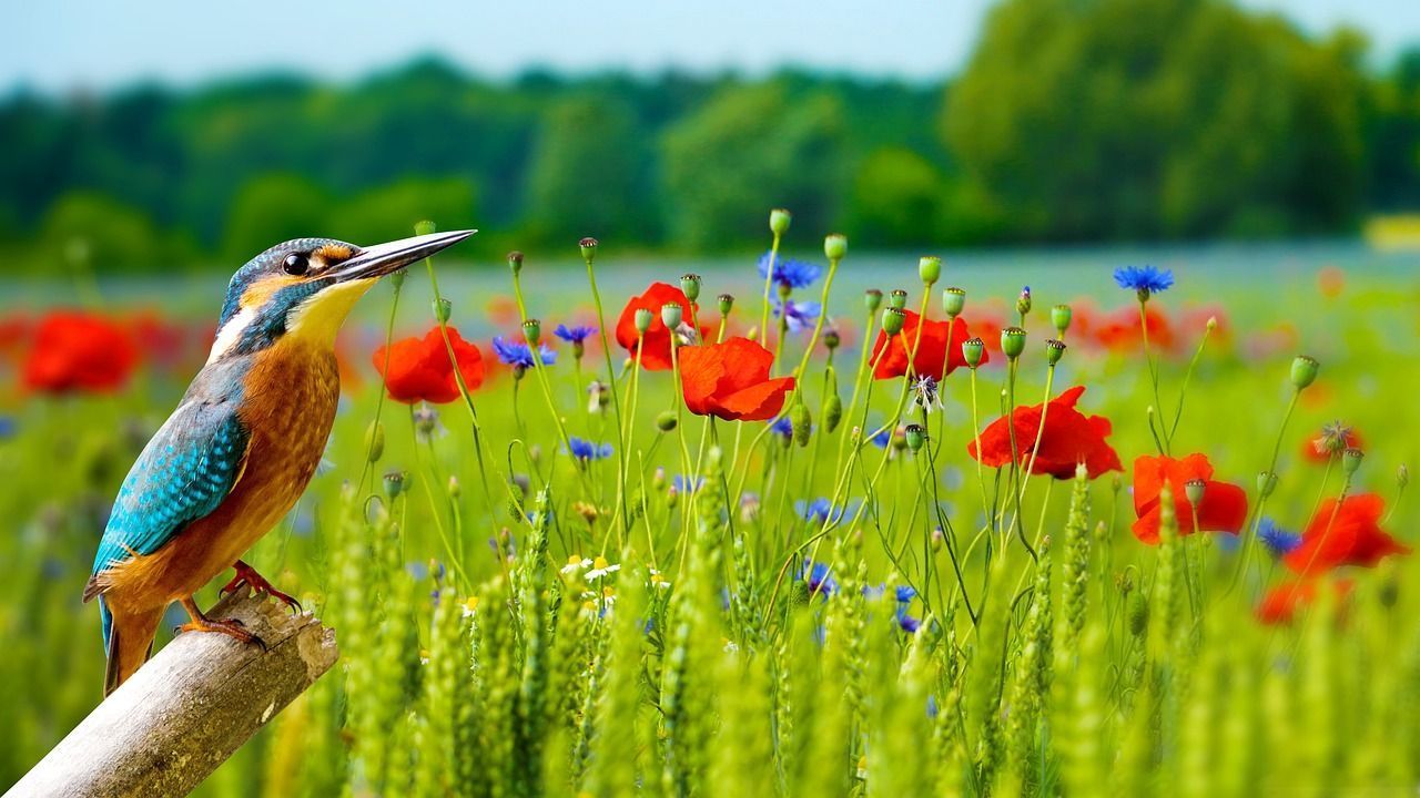 1280x720 Wallpaper Nature Outdoors