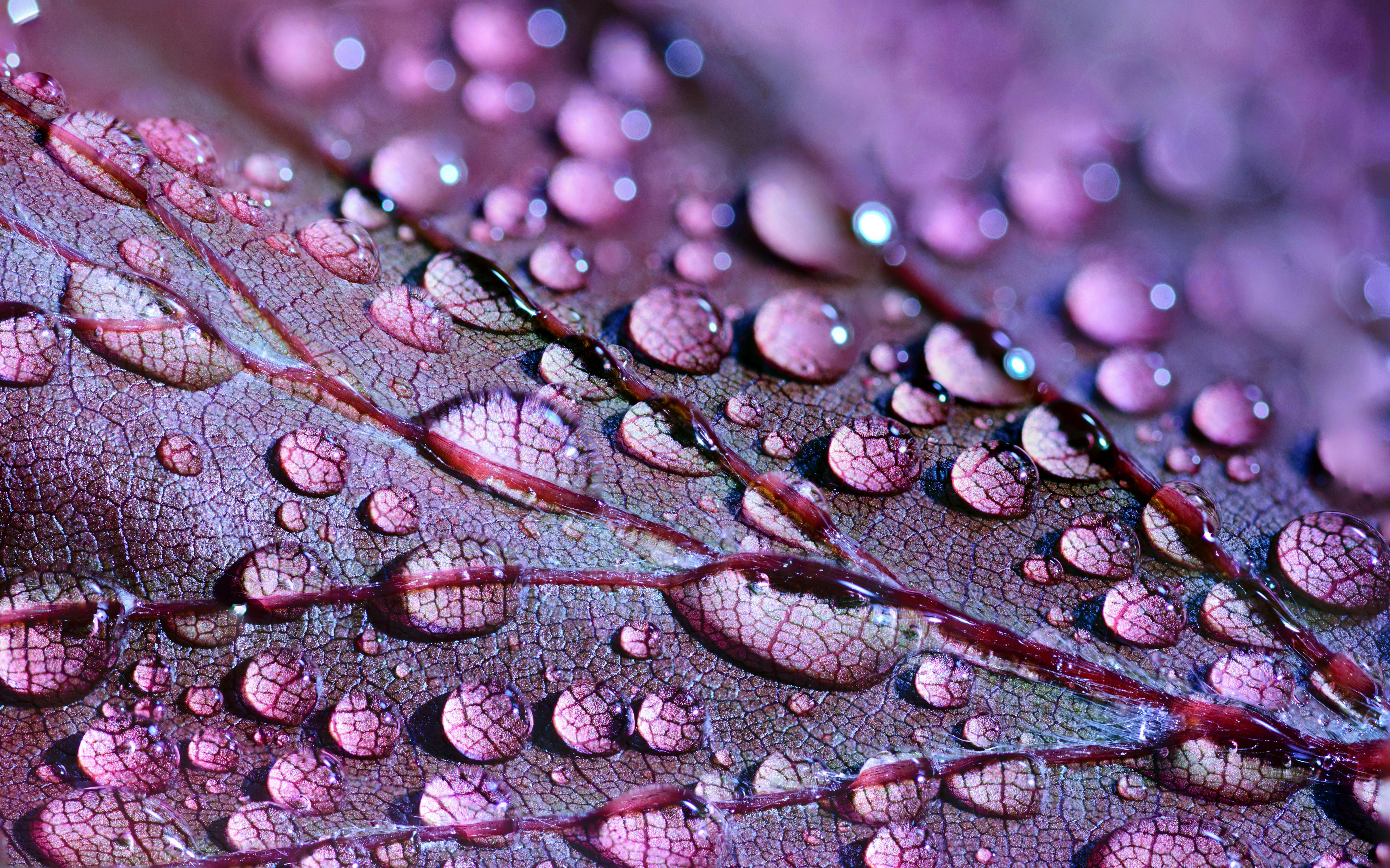 5631x3518 Purple Leaf · Free