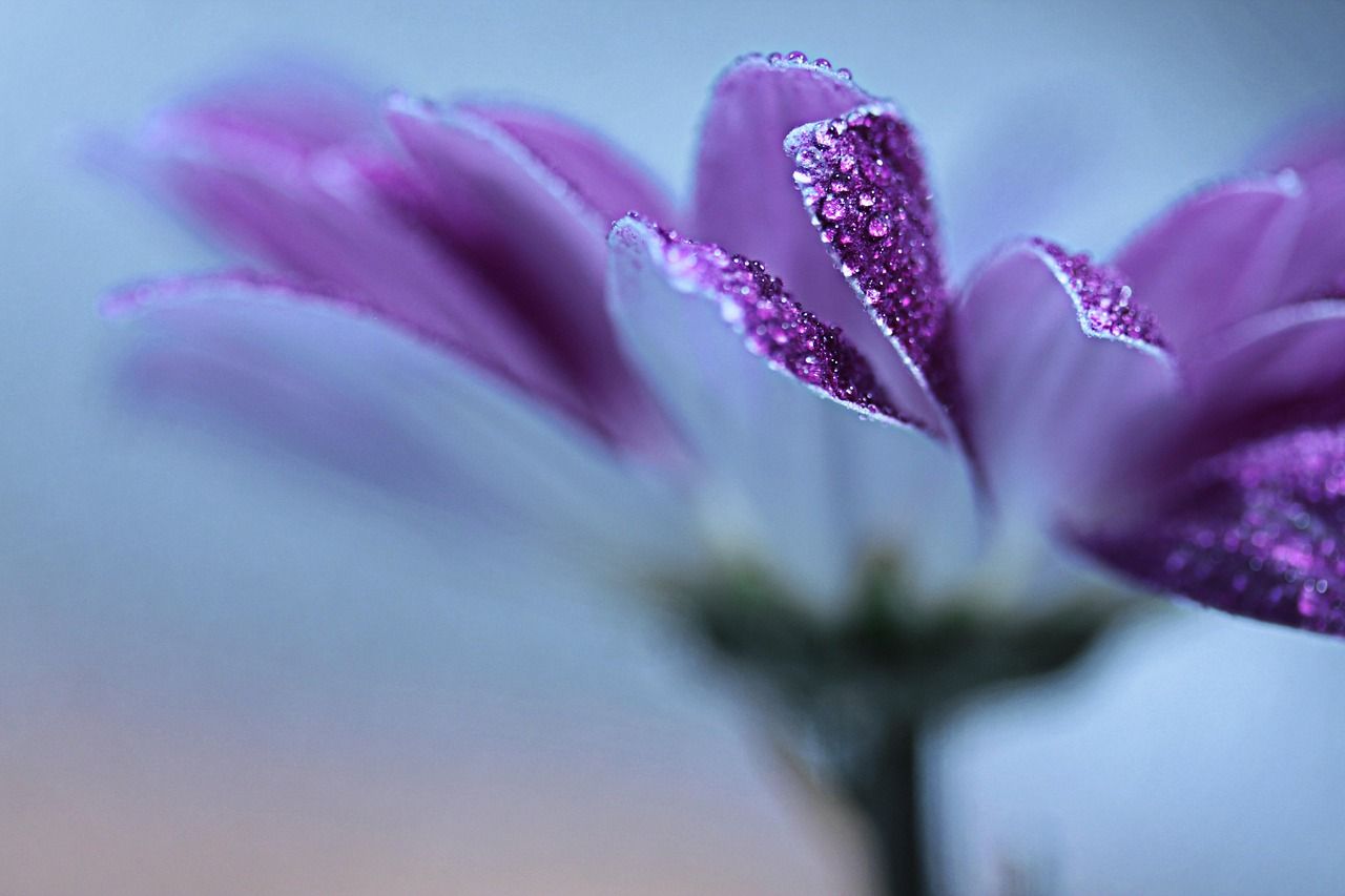 1280x853 Free Flowers Image & Flower Photo [HD]