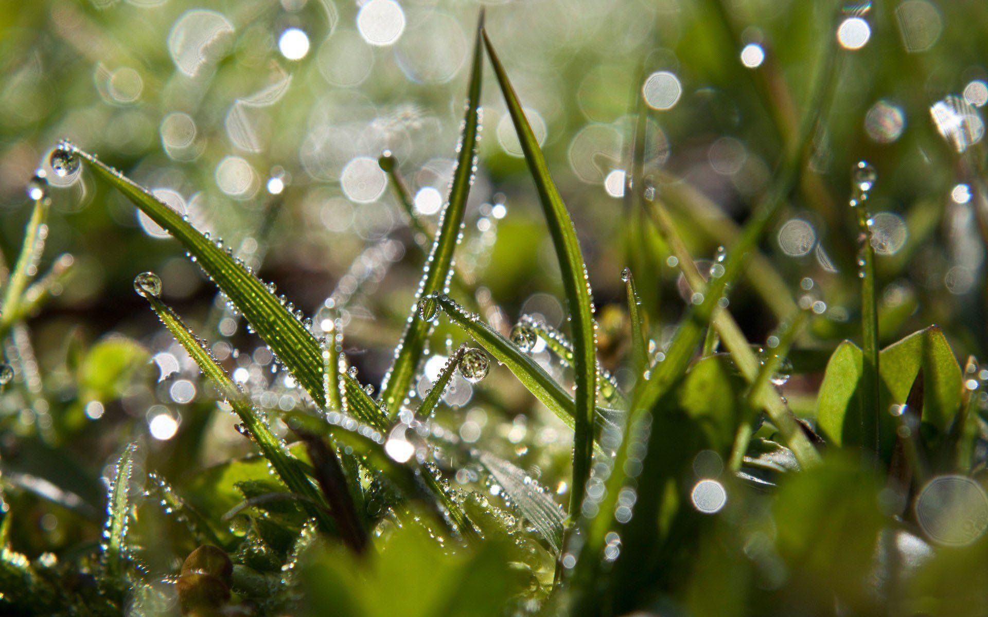 1920x1200 Download Bokeh Green Nature Water Drop Grass HD Wallpaper