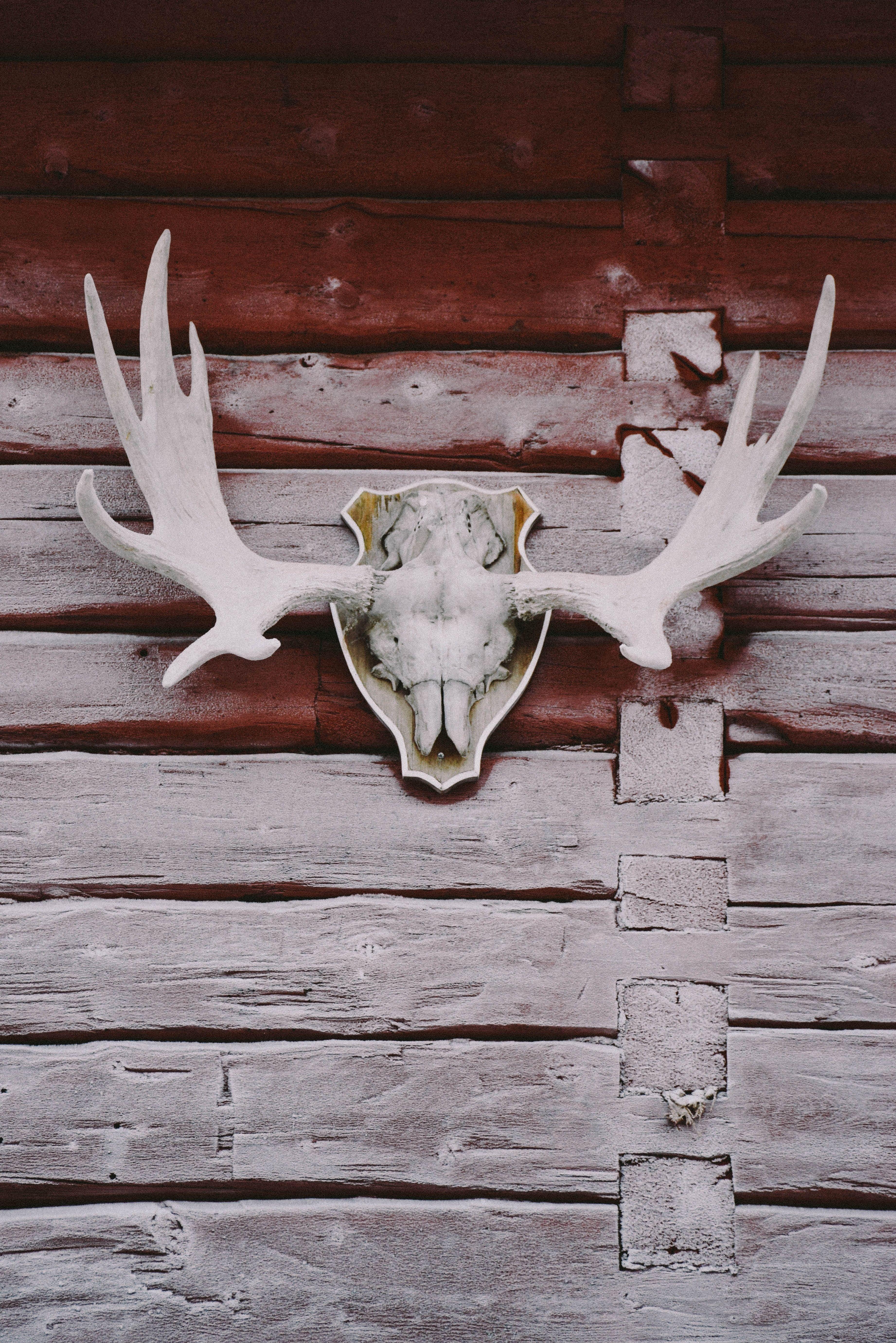 3685x5527 Deer Skull Picture [HD]. Download Free Image