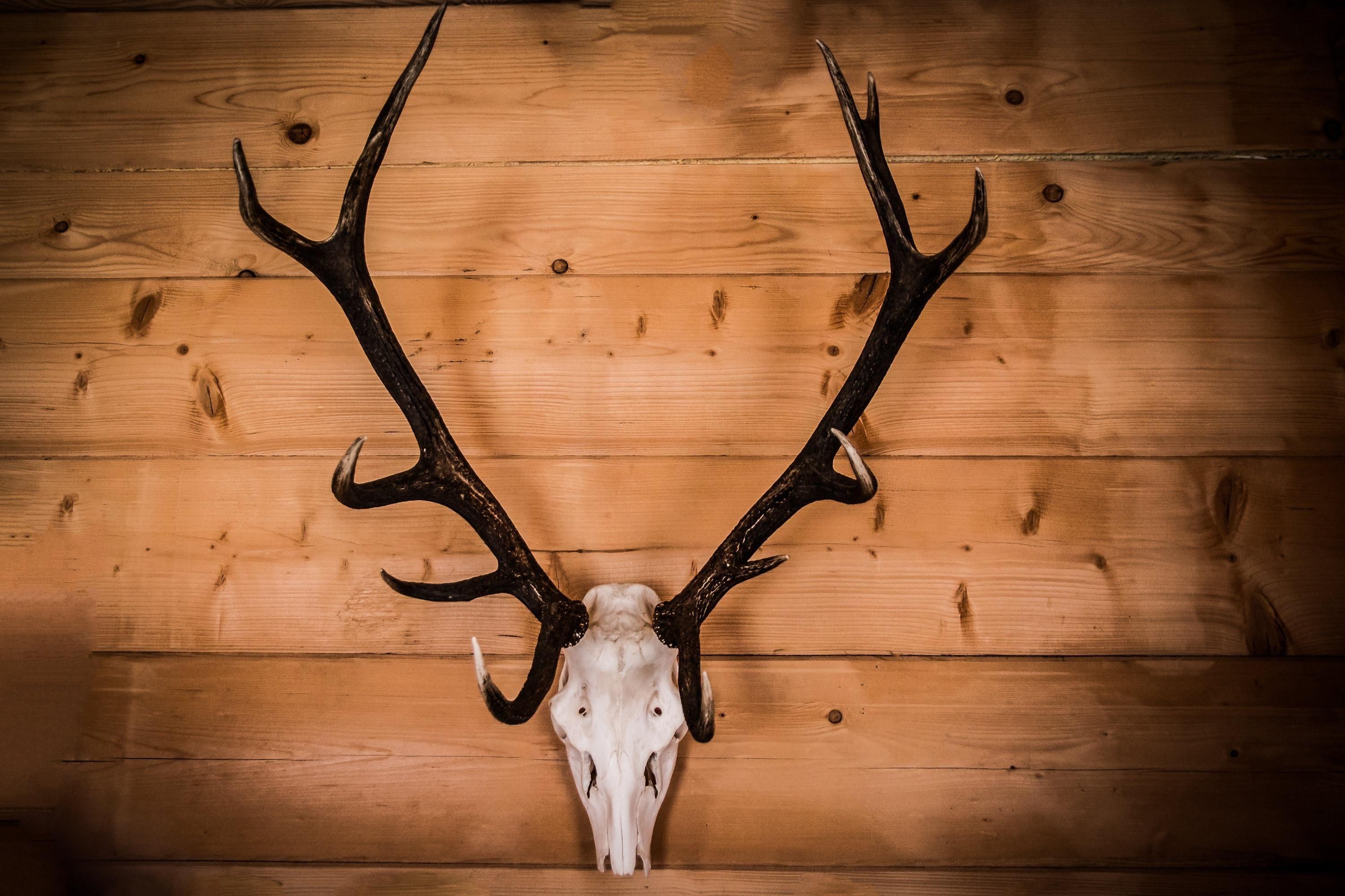 Share 51+ deer skull wallpaper best - in.cdgdbentre