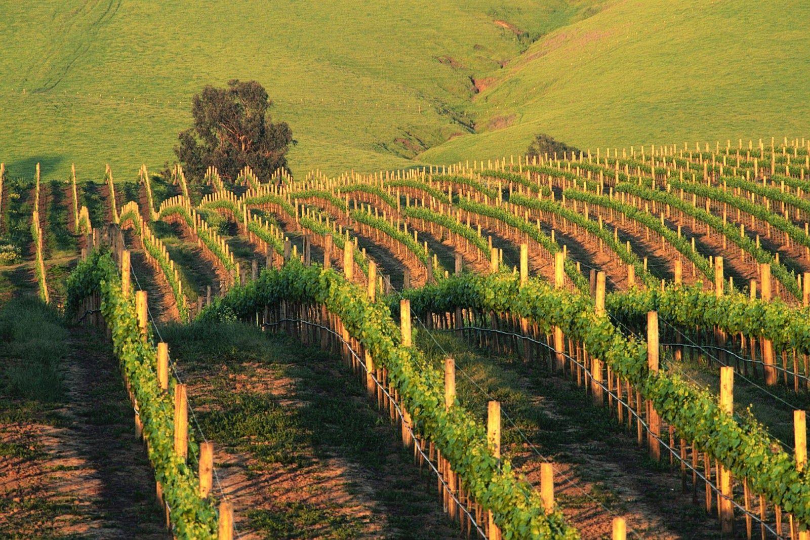 1600x1067 California Wineries Wallpaper