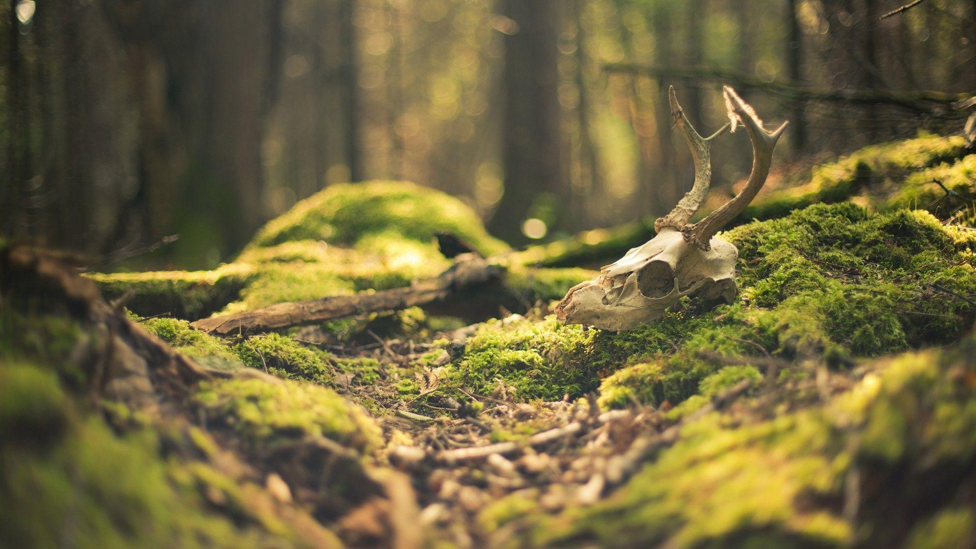 1920x1080 Skull of a deer in the woods wallpaper and image