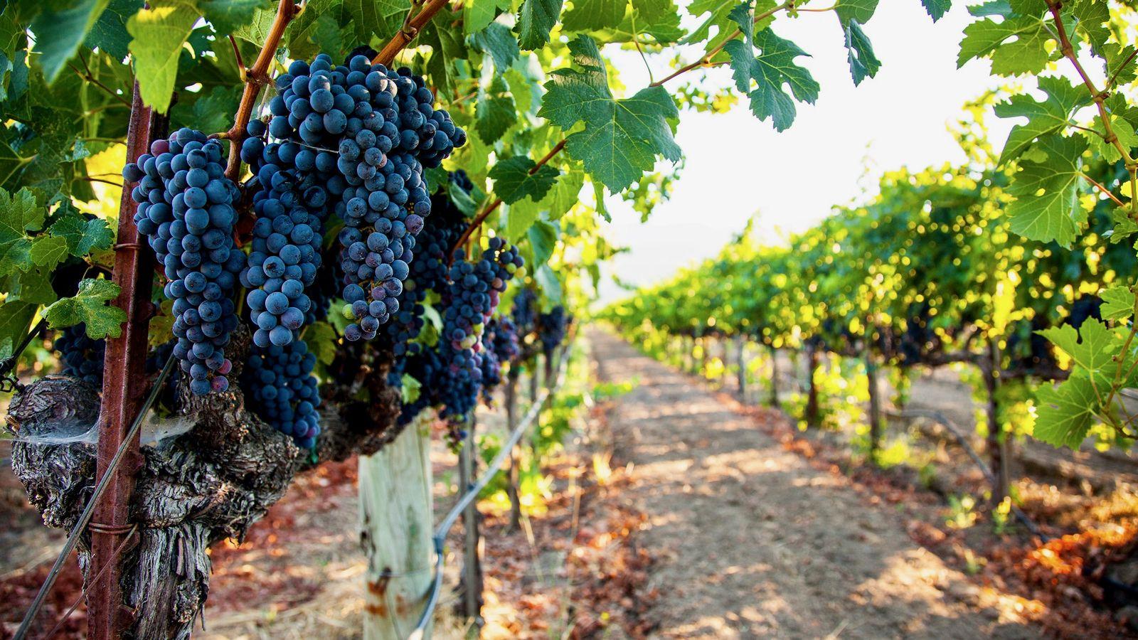 1600x900 Wineries 1600X900 HD Desktop Wallpaper