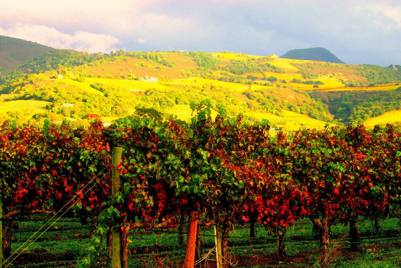 1600x1067 Free download Best Vacations Ever Blog Wine Tasting Tips for Napa