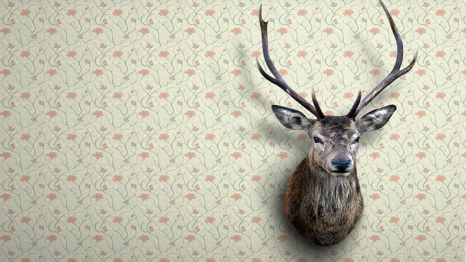 1600x900 Free download Deer Head Wallpaper 1680x1050 Deer Head 1680x1050