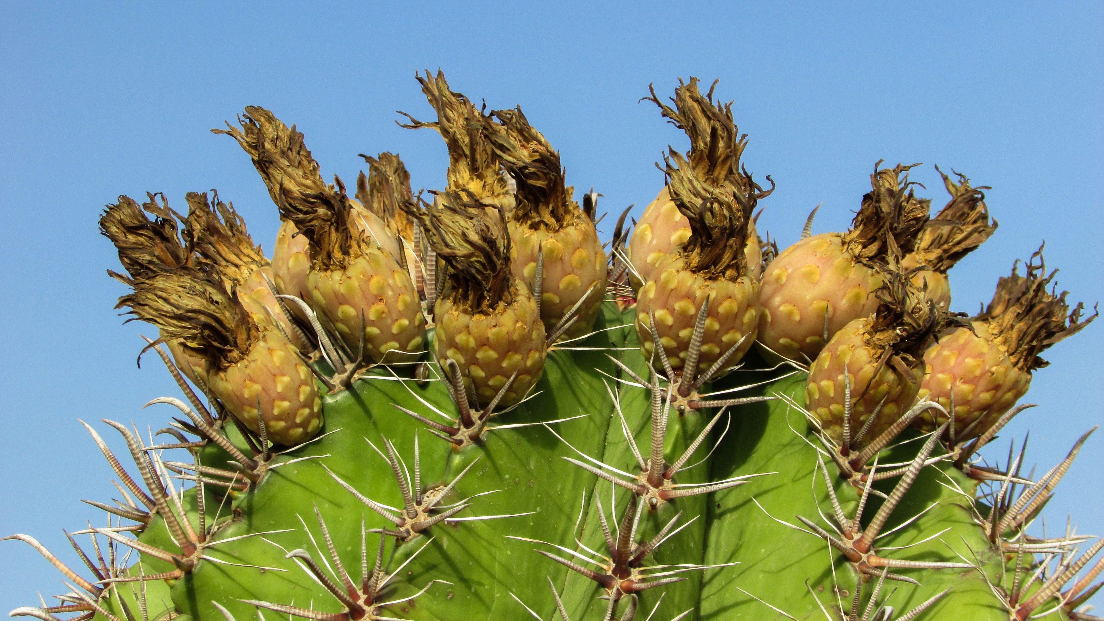 3840x2160 Download wallpaper 3840x2160 cactus, plant, cyprus, ayia napa 4k