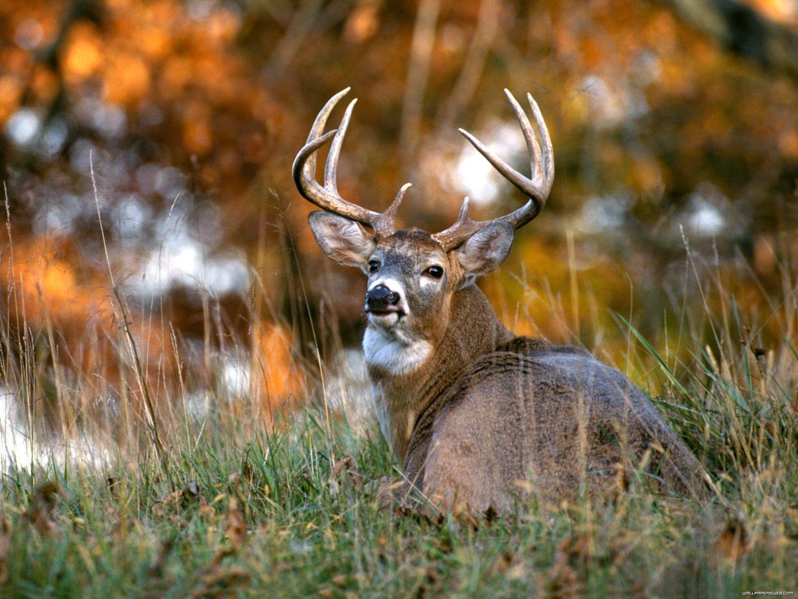 1600x1200 Deer Wallpaper. Reindeer Wallpaper