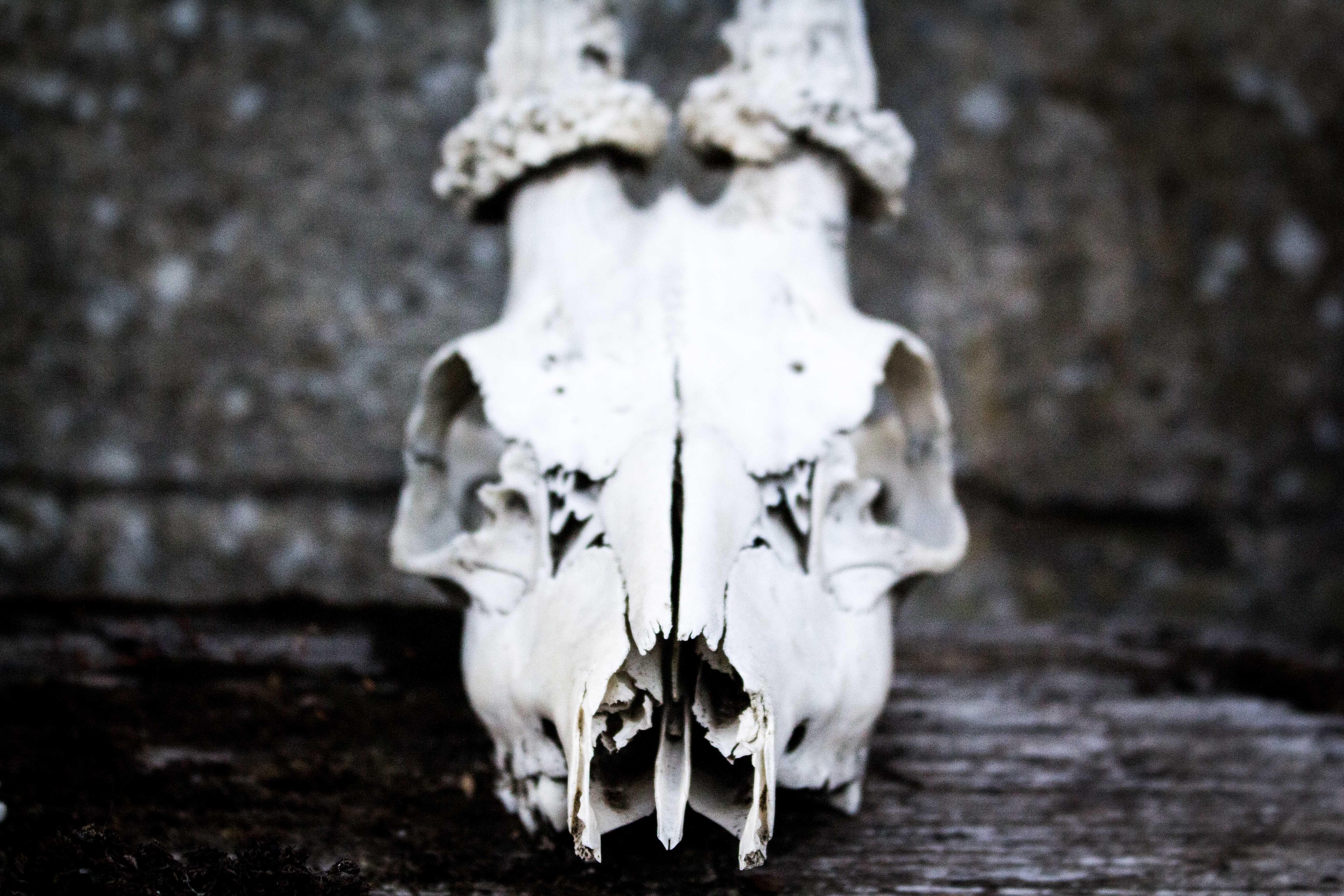 5184x3456 Free of death, deer, front
