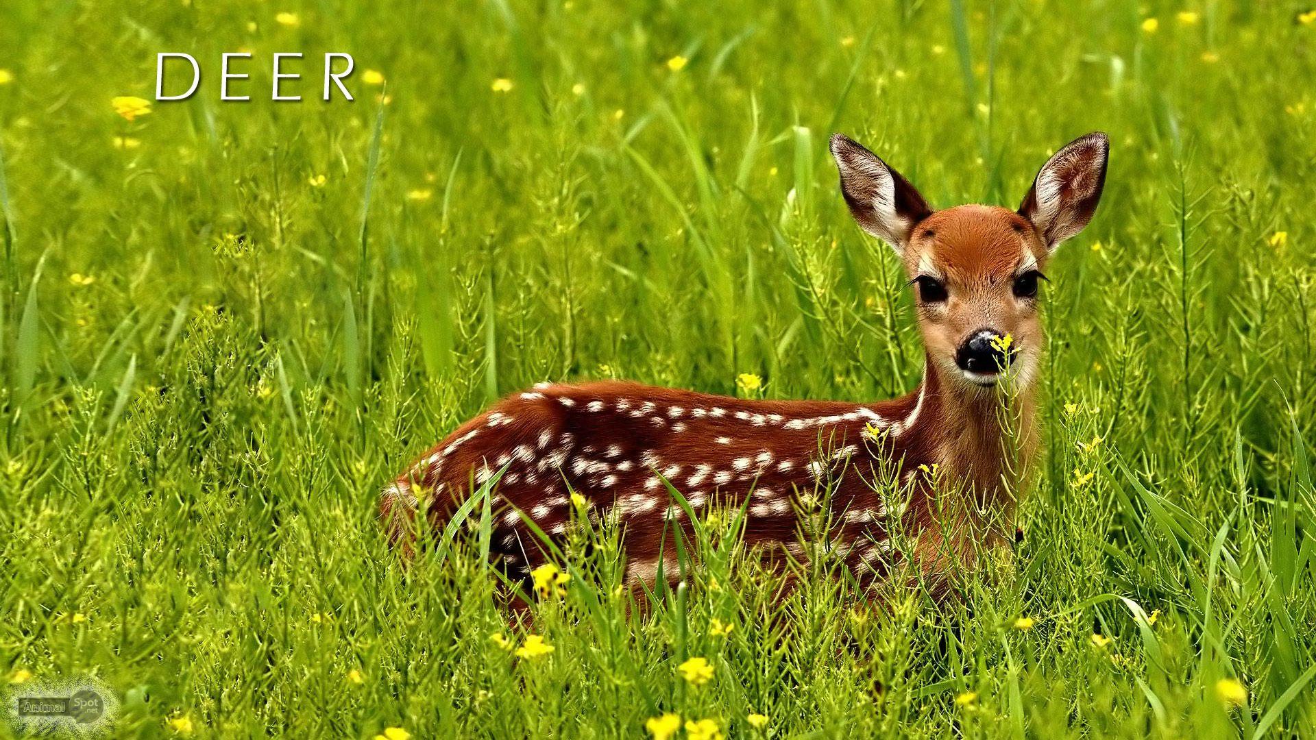 1920x1080 Baby Deer Desktop Background. Reindeer