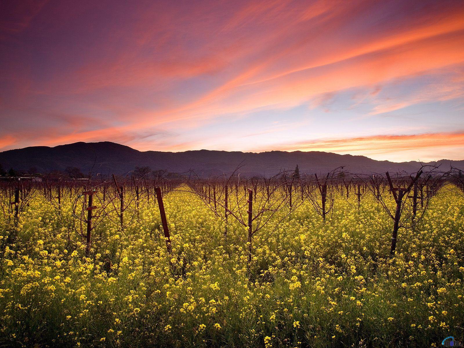 Napa Wallpapers Top Free Napa Backgrounds Wallpaperaccess