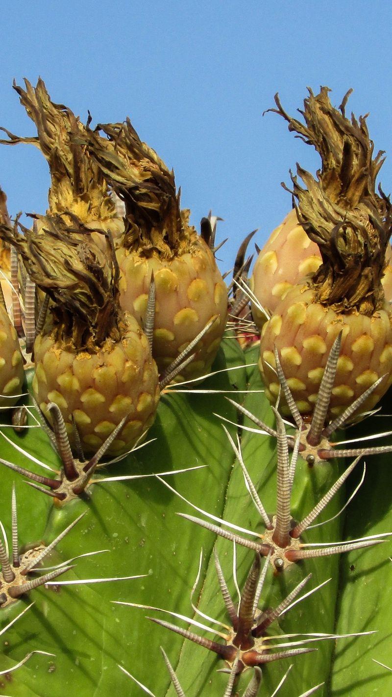 800x1420 Download wallpaper 800x1420 cactus, plant, cyprus, ayia napa