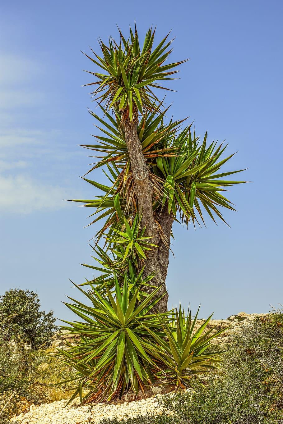 910x1365 HD wallpaper: Cactus, Plant, Tree, Nature, Exotic, cactus park