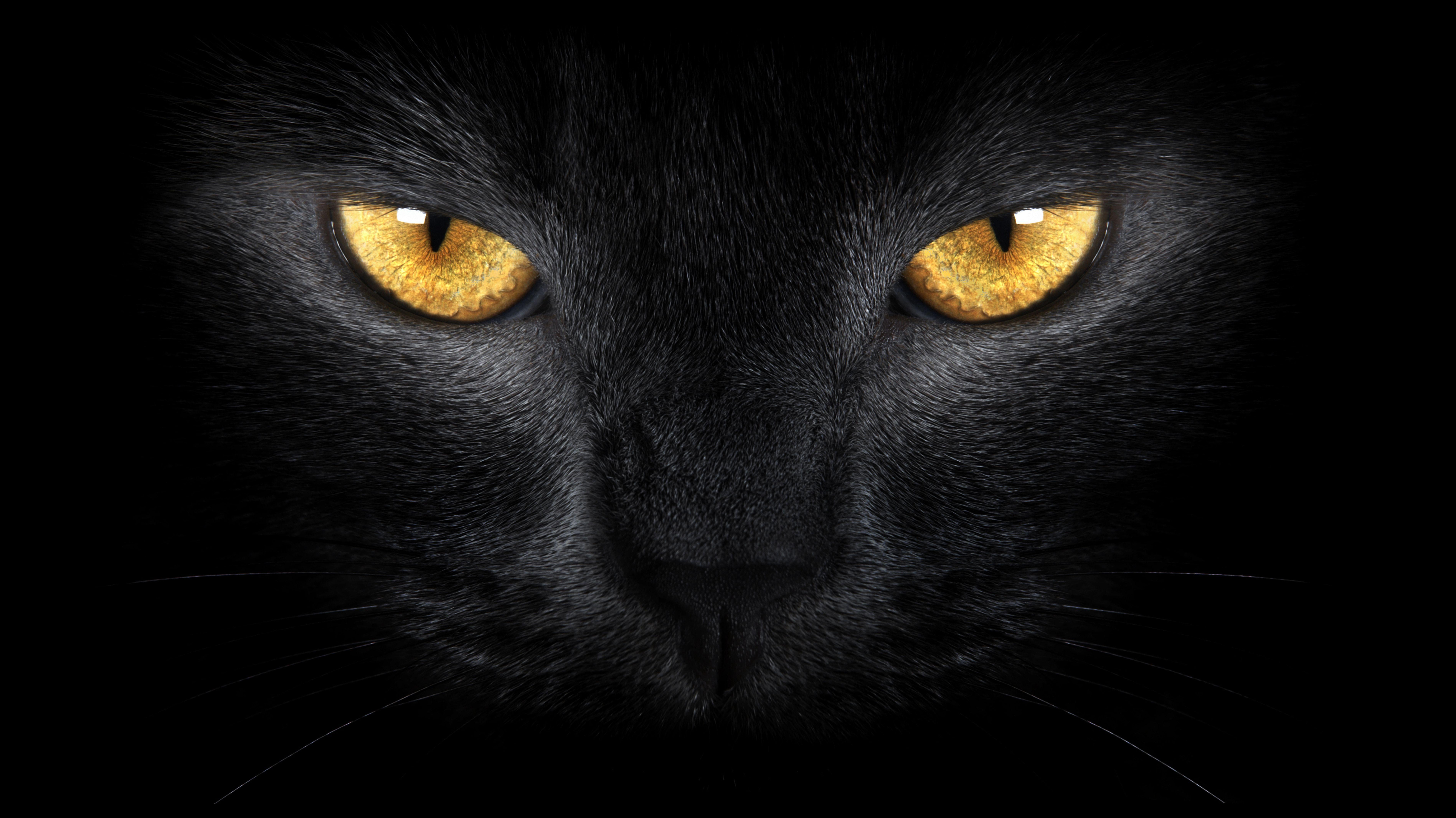 Black cat fire eyes fantasy wallpaper background  plingcom