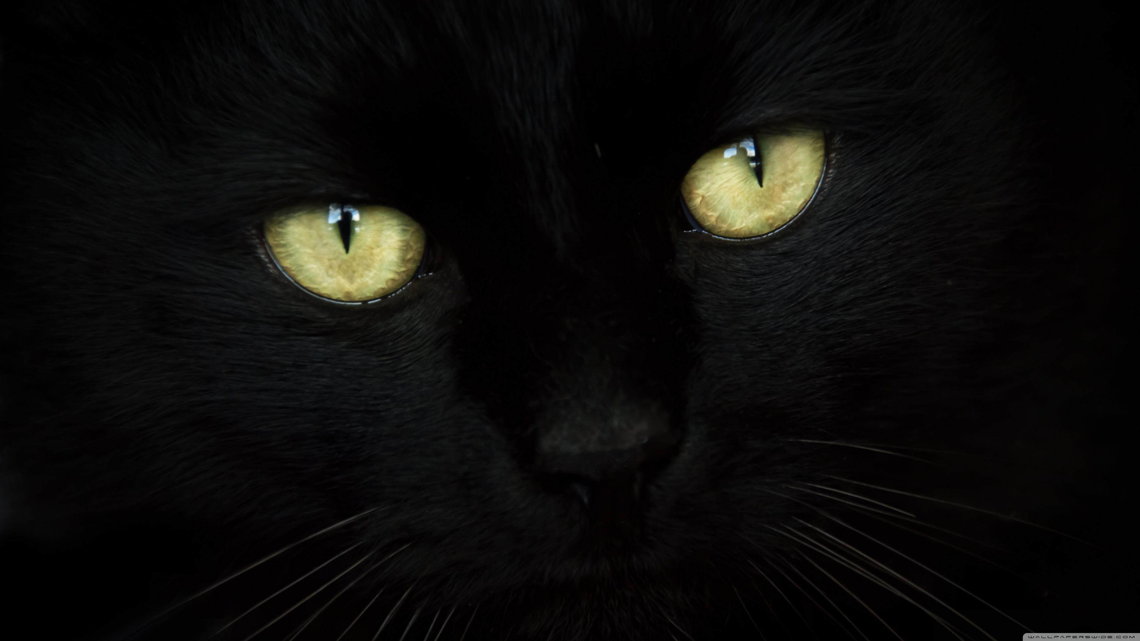 Black Cat HD Wallpapers - Top Free Black Cat HD Backgrounds -  WallpaperAccess