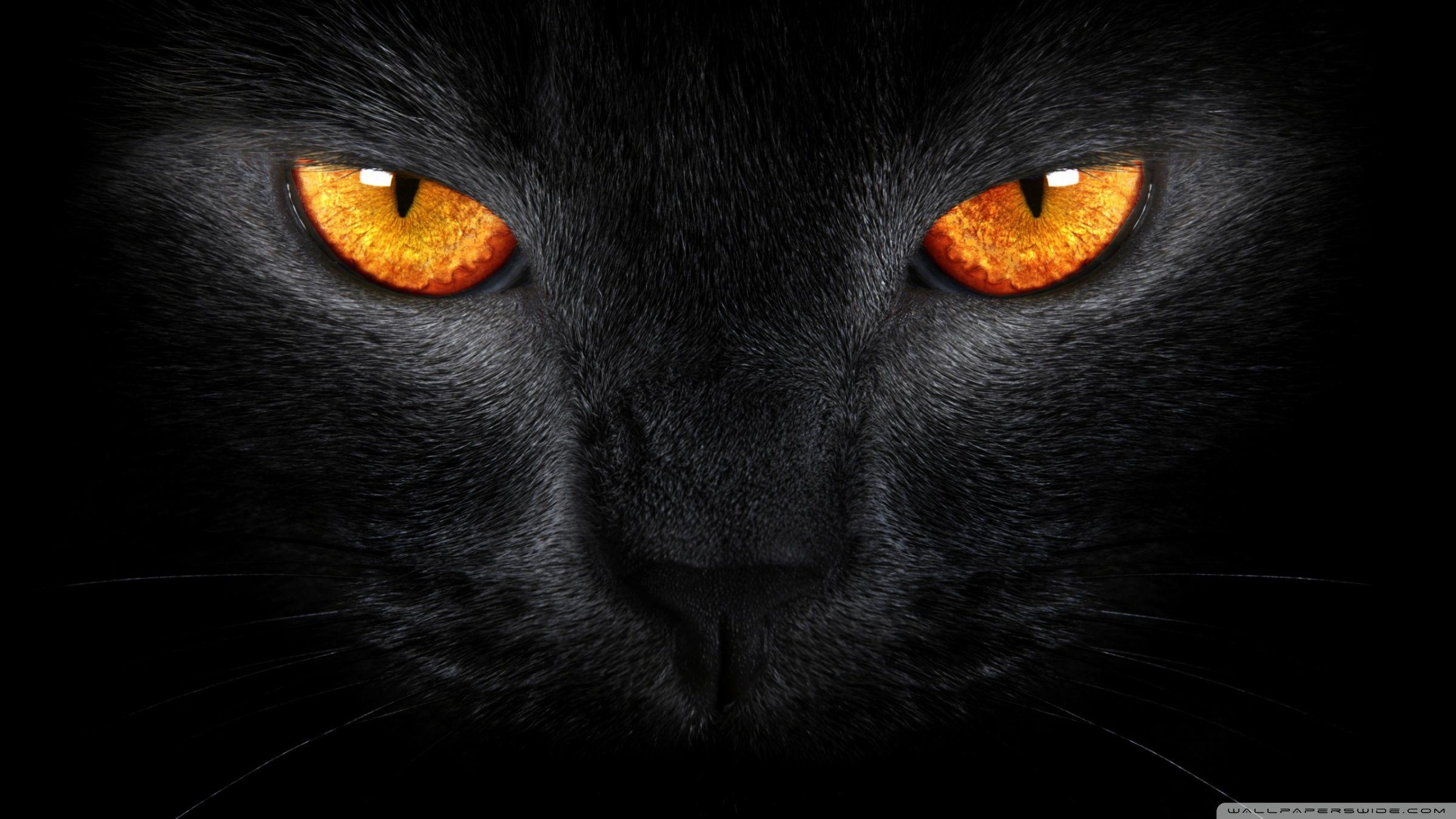 2400x1350 Black Cat Ultra HD Desktop Background Wallpaper for 4K UHD TV