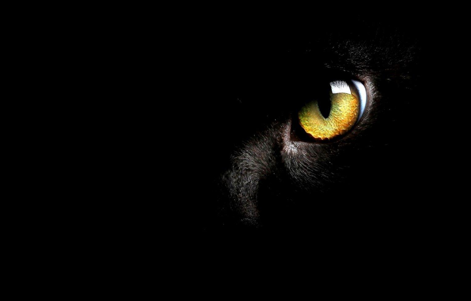 Black Cat Eyes Wallpapers Top Free Black Cat Eyes Backgrounds WallpaperAccess