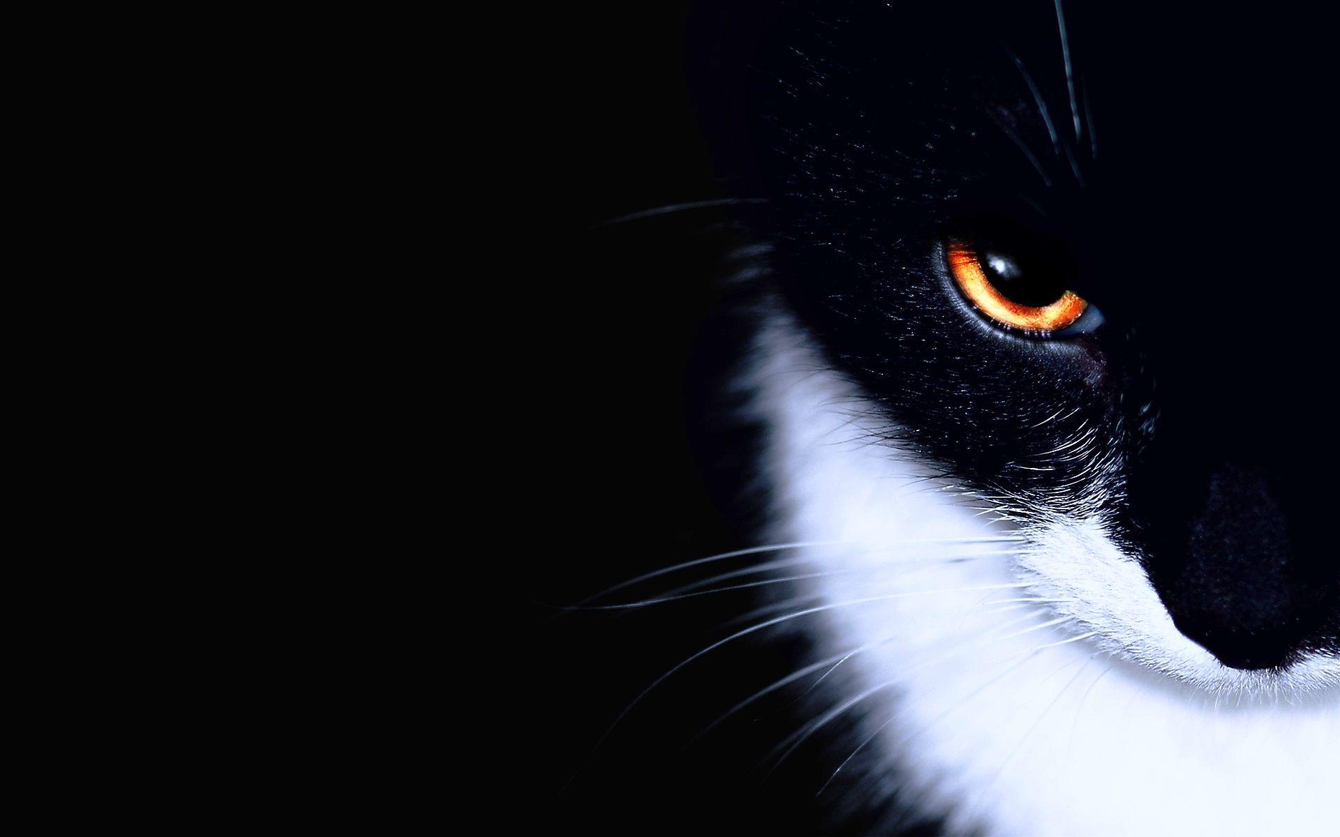 1920x1200 Black Cat Wallpaper In Black Background, HD Wallpaper