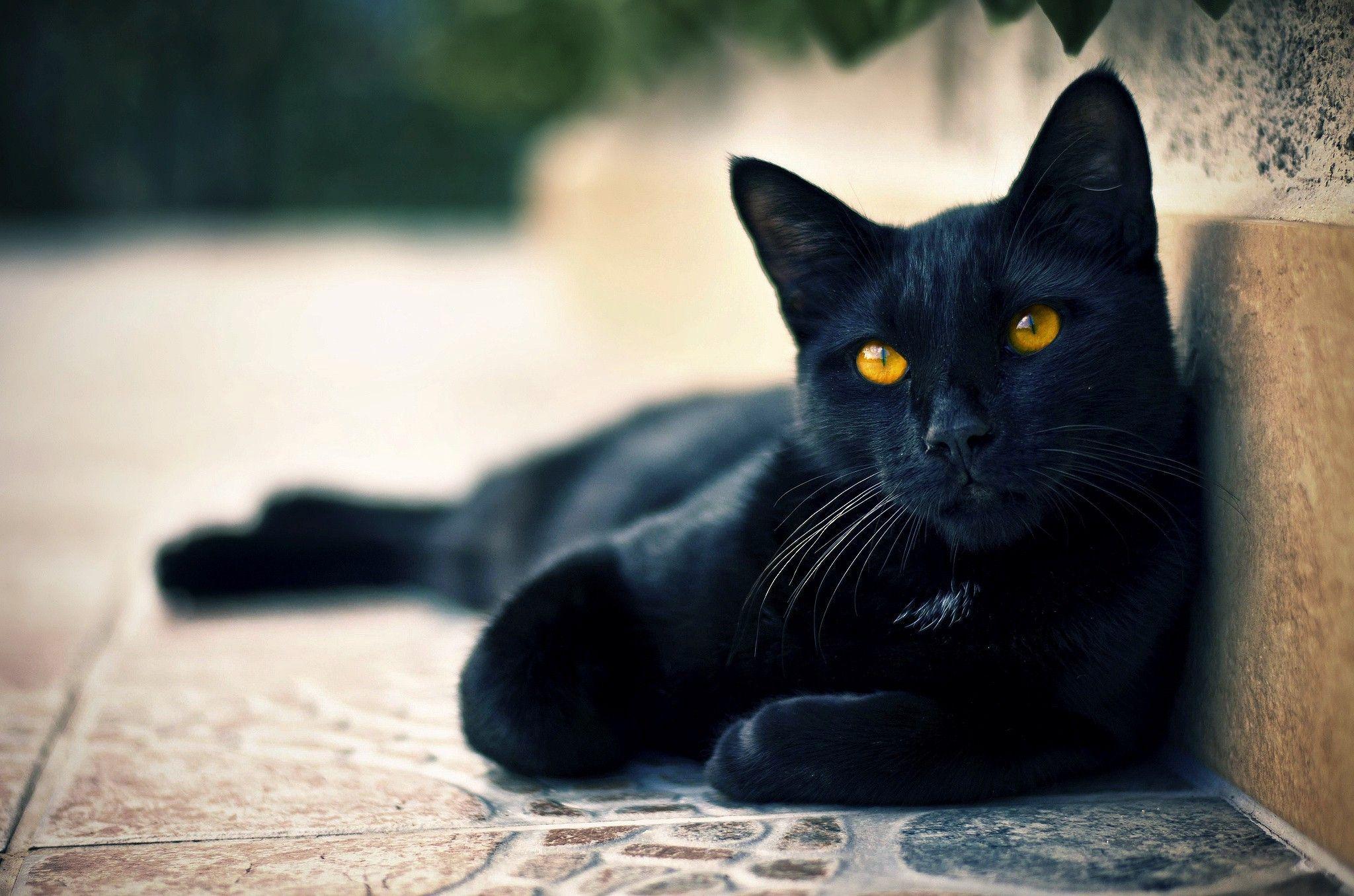 2048x1356 Black Cat with Yellow Eye Seating Silently and Looking HD Animal