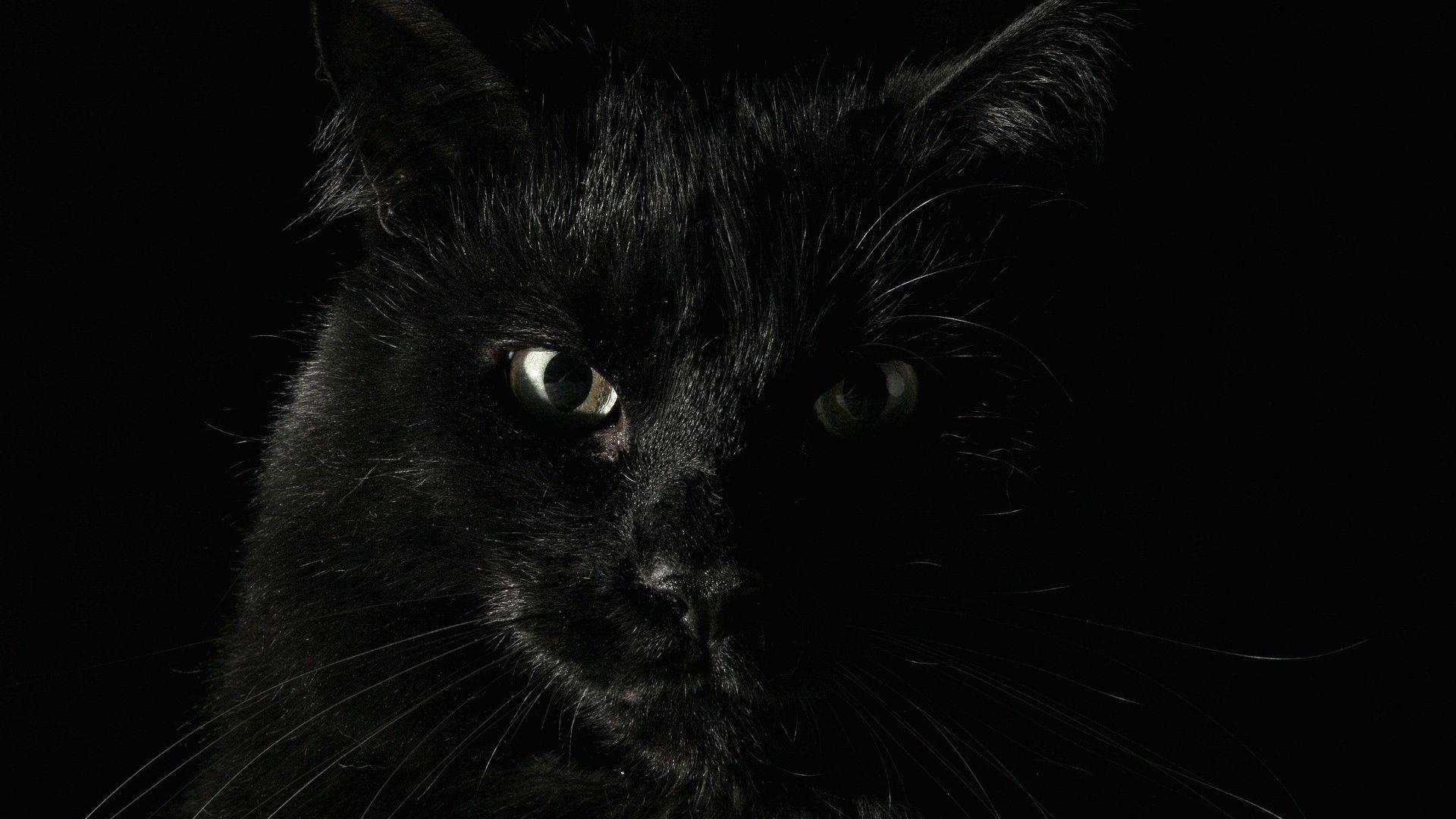 1920x1080 Download 1920x1080 HD Wallpaper black cat angry, Desktop