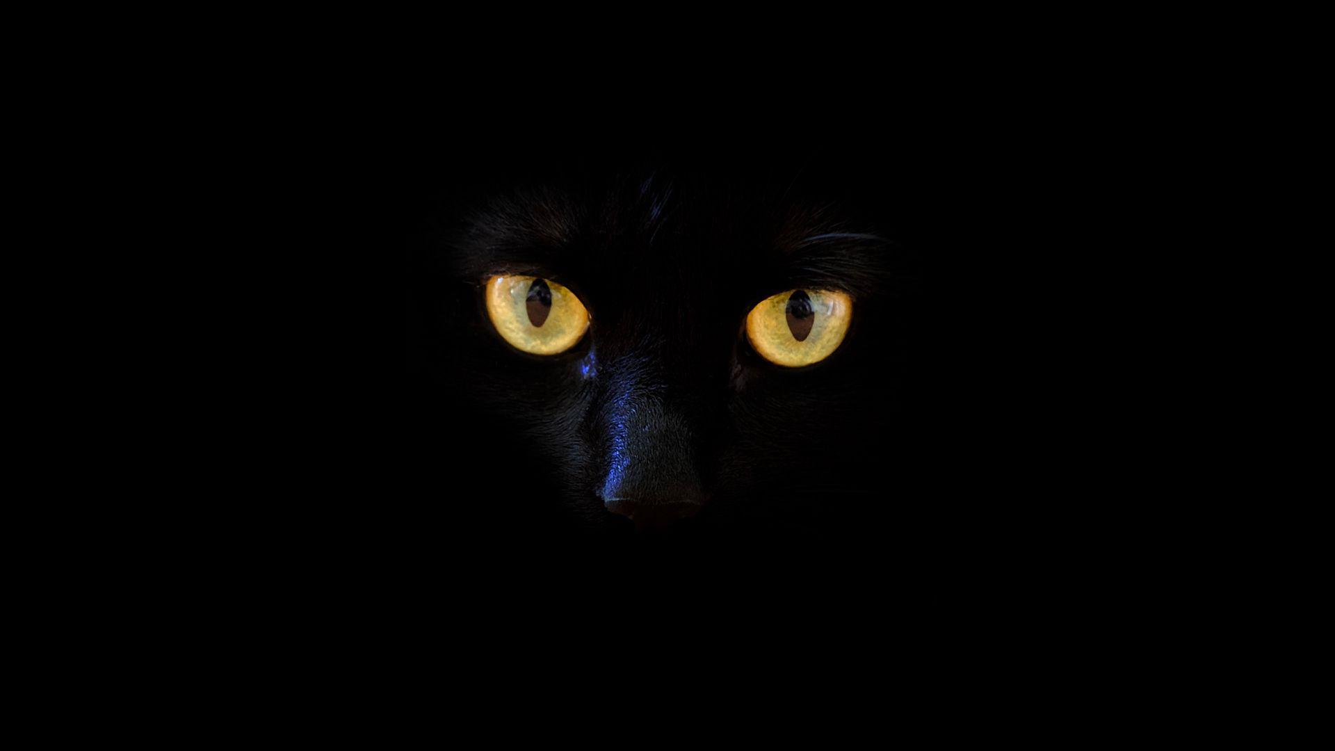 1920x1080 Download wallpaper 1920x1080 cat, black cat, eyes, dark full HD
