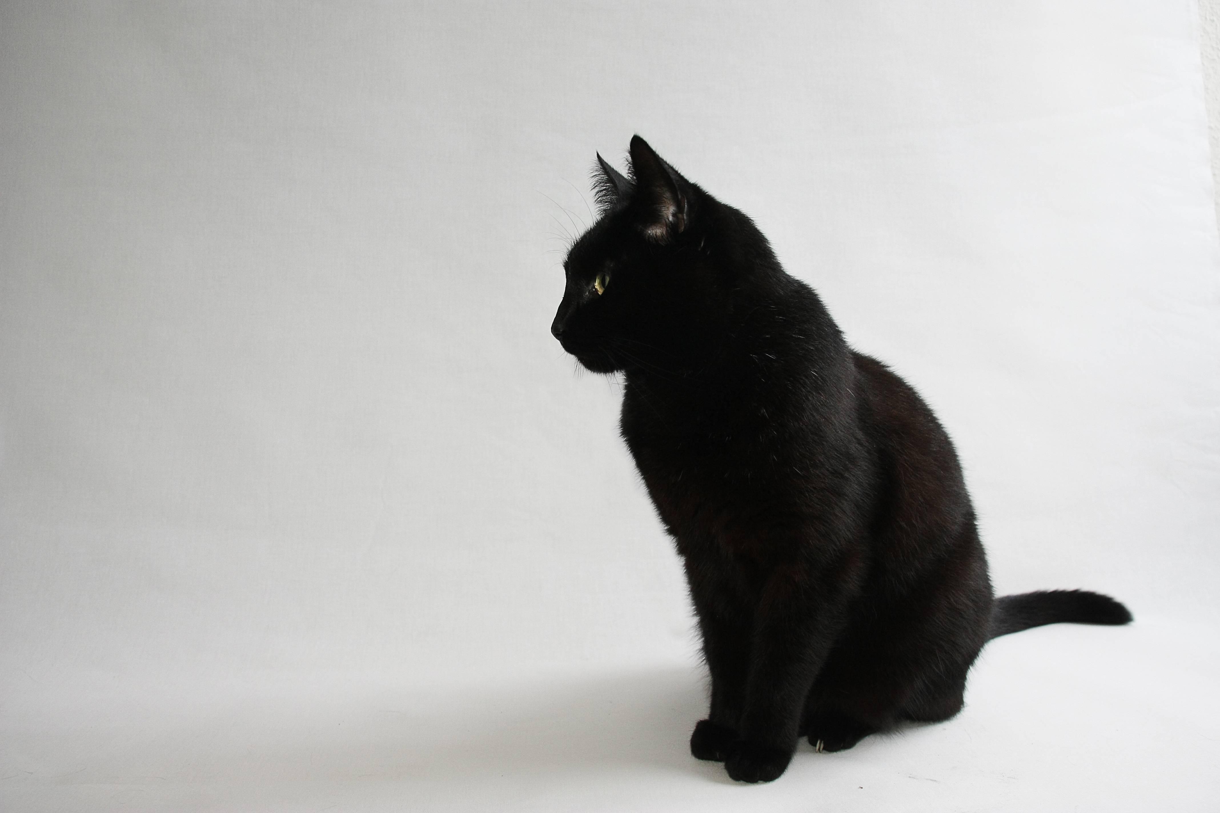 4272x2848 Cat Wallpaper Tumblr Cat White Background, HD Wallpaper