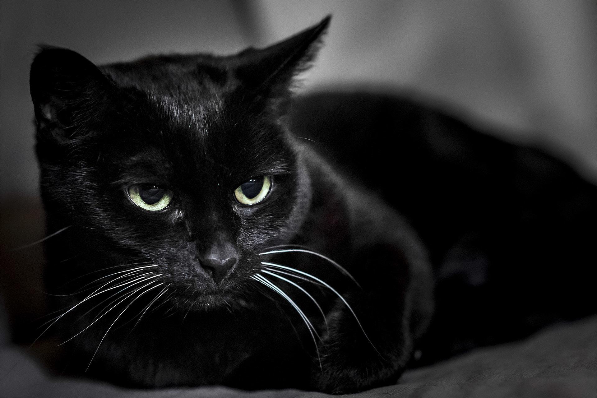 1920x1280 Black Cat Wallpaper Full HD (background & themes) for Android