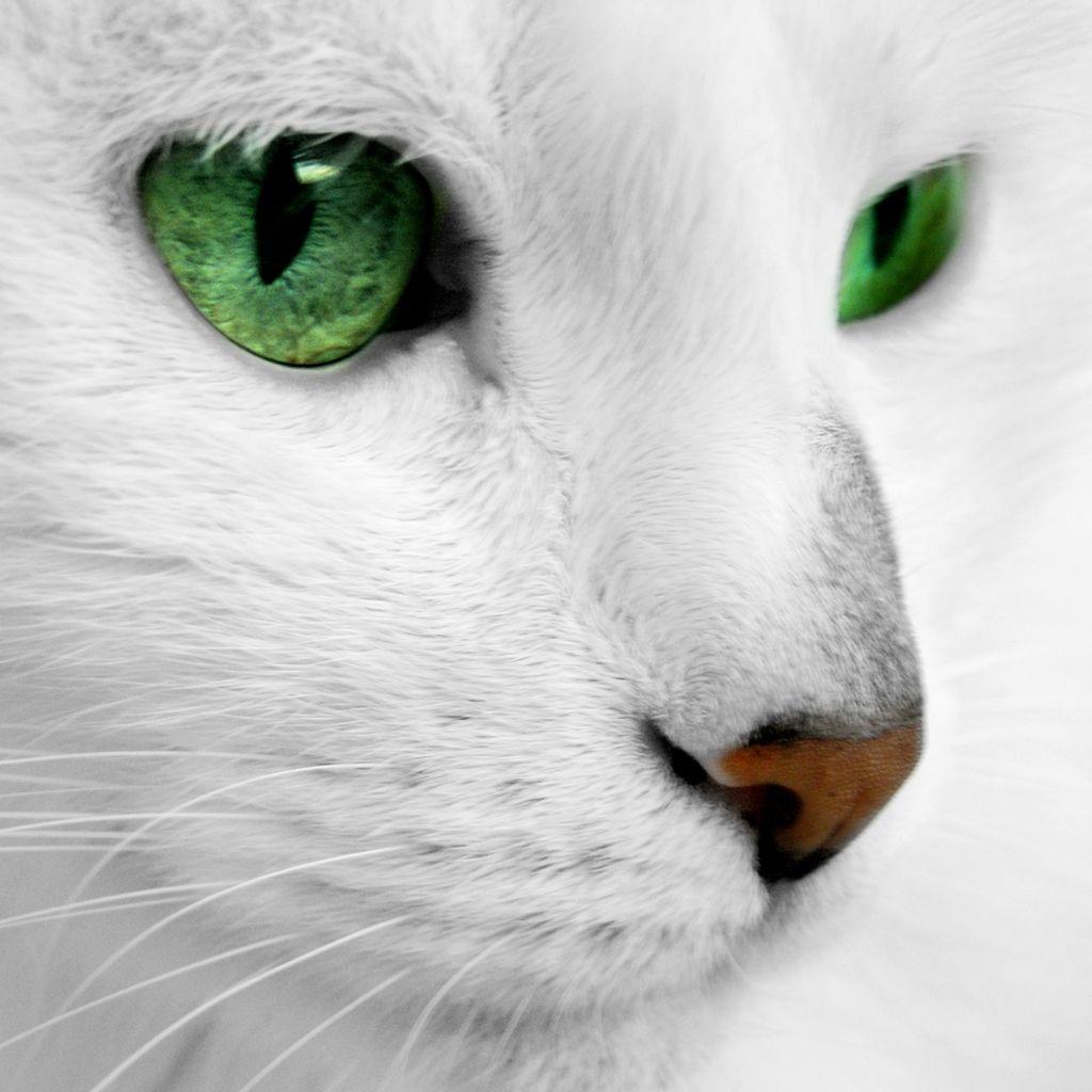 1024x1024 Emerald Cat Eyes iPad Wallpaper Free Download