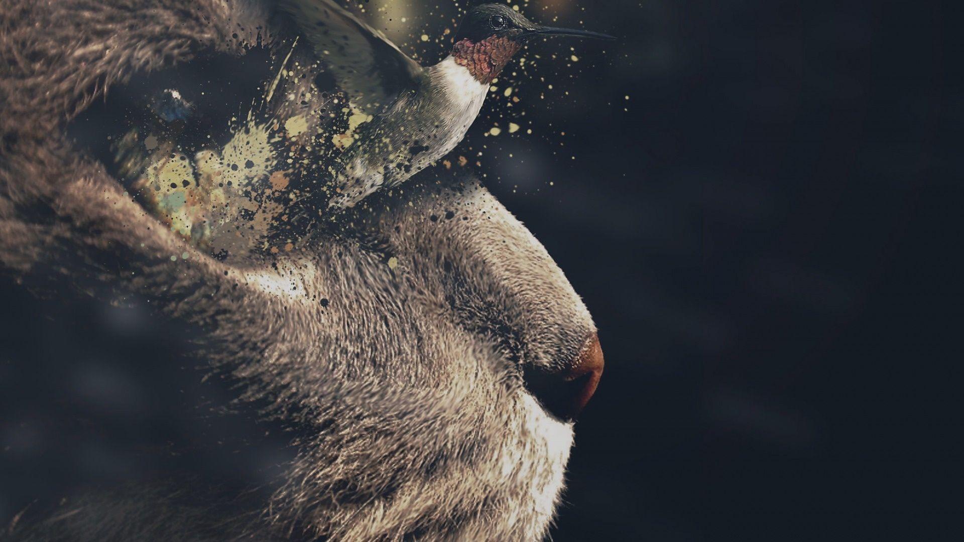 1920x1080 Hummingbird Flying At Cat Eyes Wallpaper
