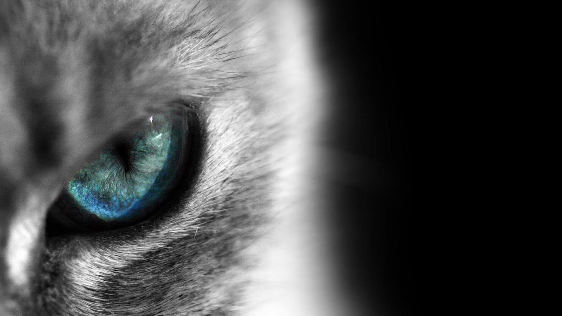Cat Eyes Wallpapers Top Free Cat Eyes Backgrounds WallpaperAccess