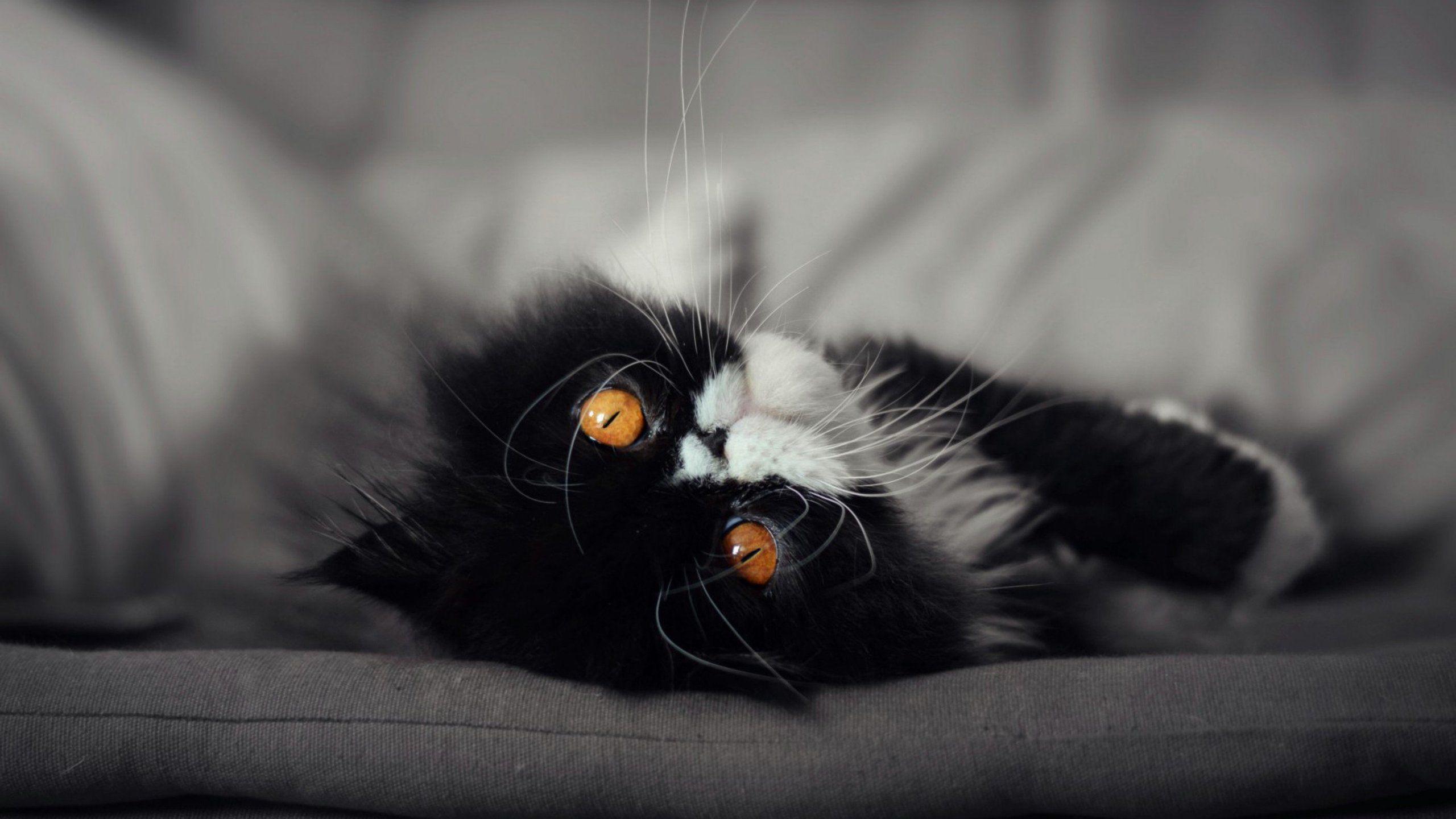 2560x1440 Cat Eyes 1440P Resolution HD 4k Wallpaper, Image