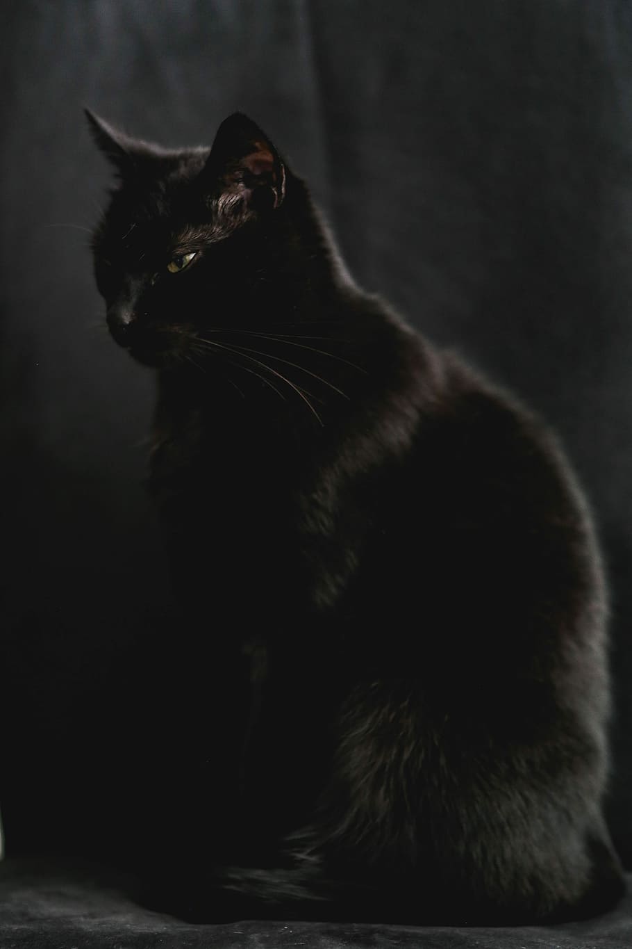910x1365 HD wallpaper: Portrait of black cat, pet, animal, domestic Cat