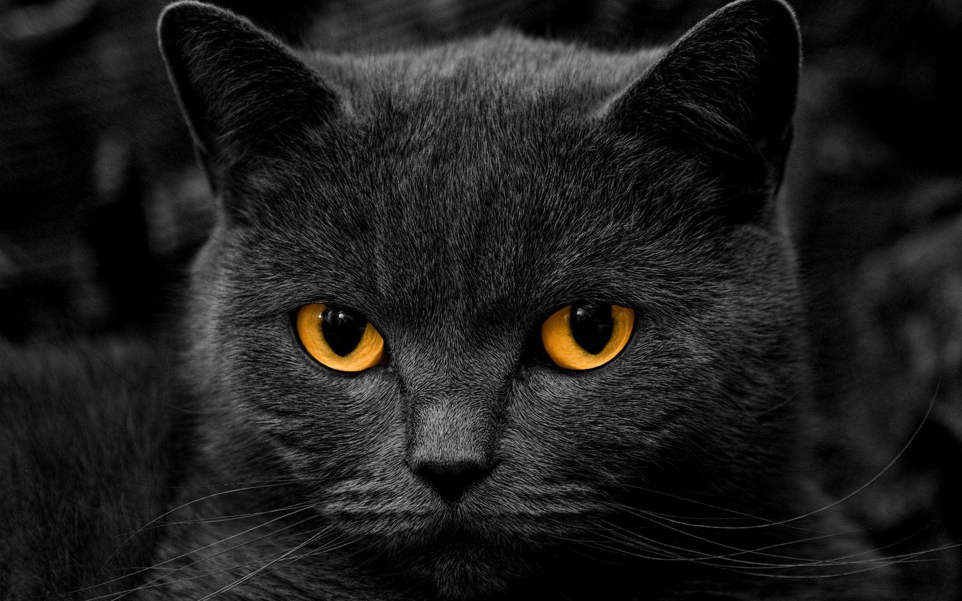 1920x1200 Stunning Black Cat wallpaperx1200