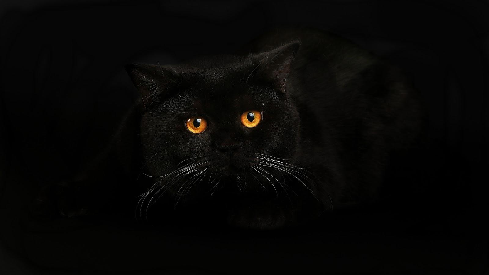Black Cat HD Wallpapers - Top Free Black Cat HD Backgrounds - WallpaperAccess