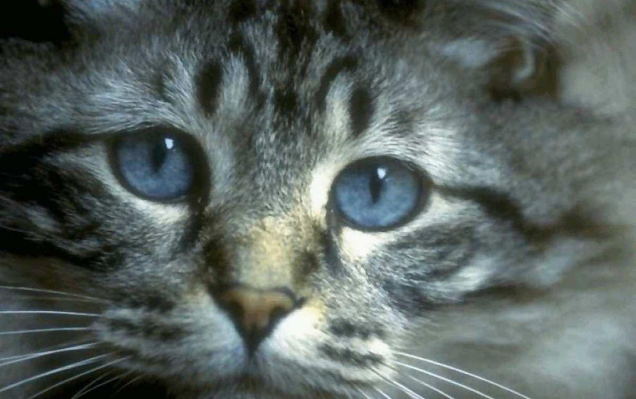 1280x804 Cat Eyes wallpaper. Cat Eyes