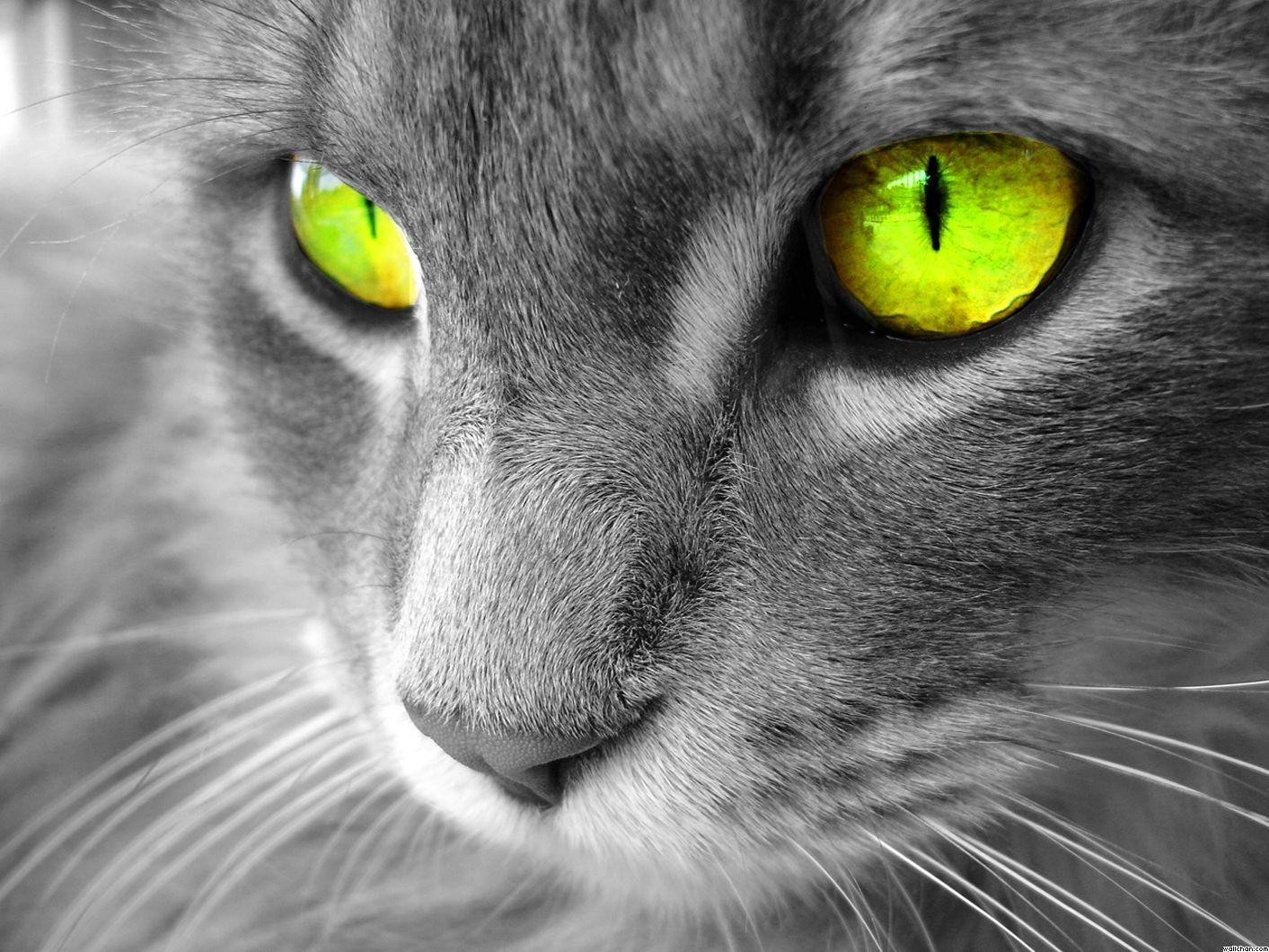 Cat Eyes Wallpapers - Top Free Cat Eyes Backgrounds - WallpaperAccess