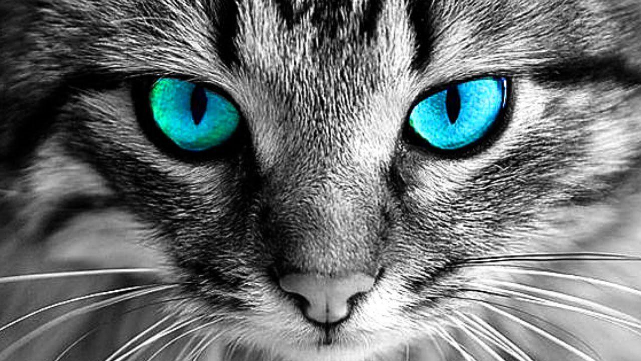 Cat Eyes Wallpapers Top Free Cat Eyes Backgrounds WallpaperAccess