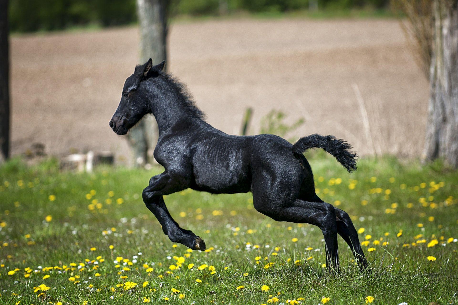 Black Baby Horses