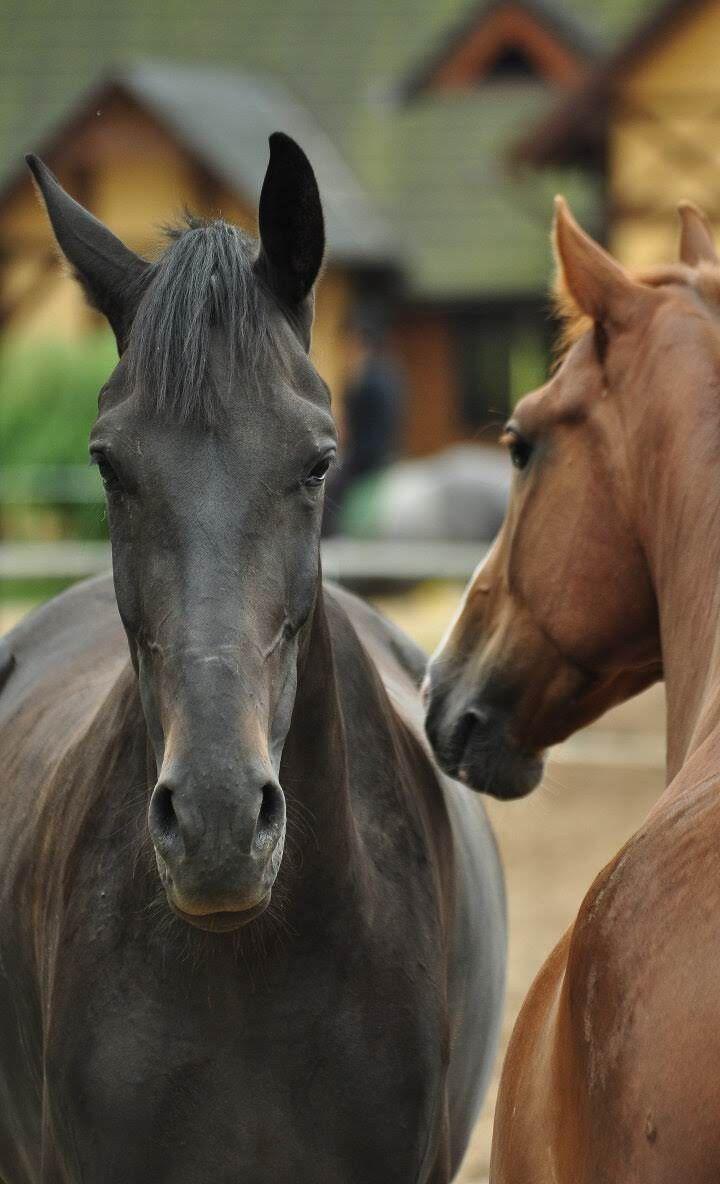 720x1184 Beautiful Horse wallpaper app for android, horse foal, baby