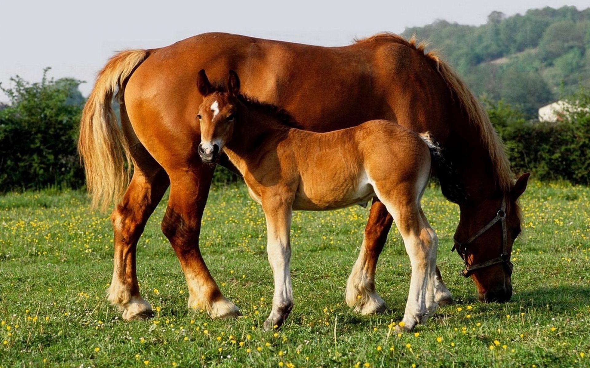 1920x1200 High Quality Baby Horse Wallpaper. Full HD Picture