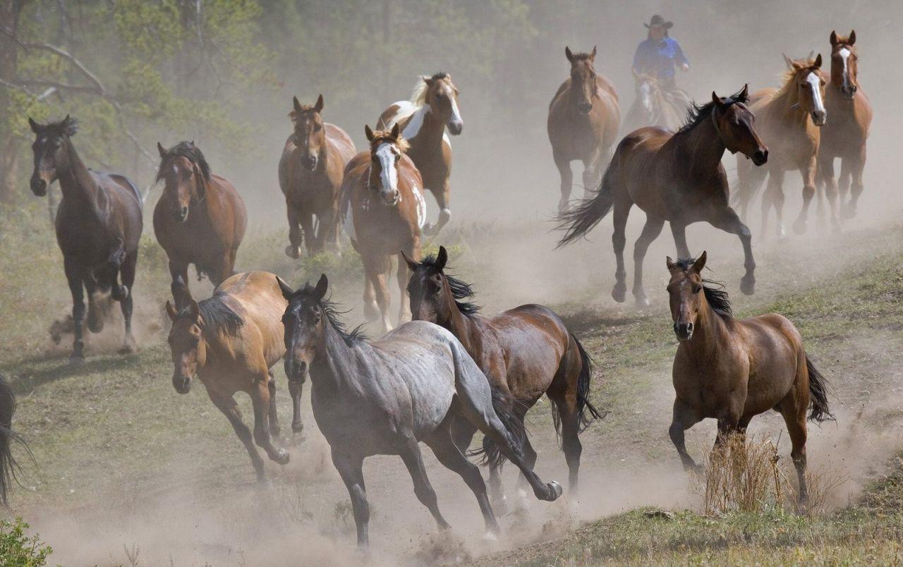1280x804 Running Horses Wallpaper Horses Nature, HD Wallpaper