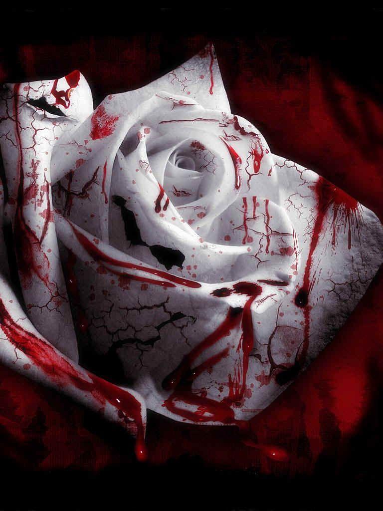 768x1024 Free download Bloody Rose wallpaper from Dark wallpaper