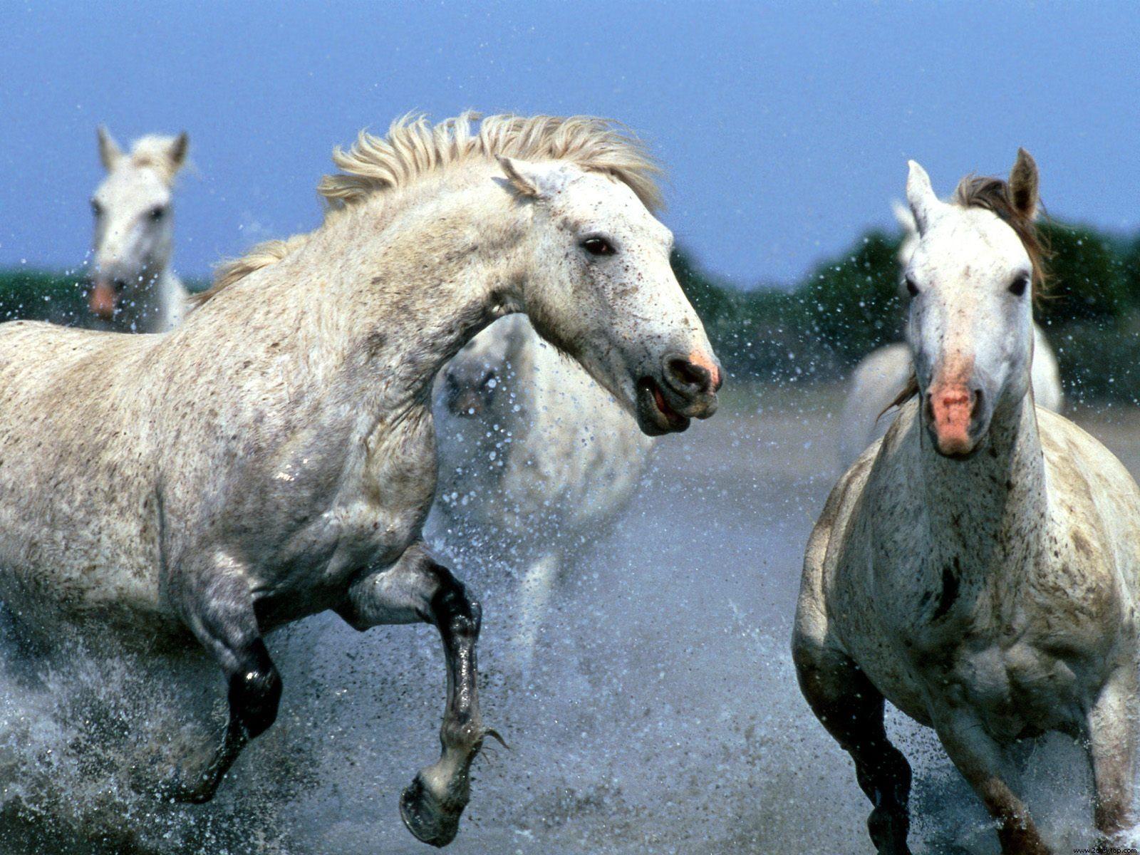 Beautiful Horses Running Wild Wallpapers Top Free Beautiful Horses