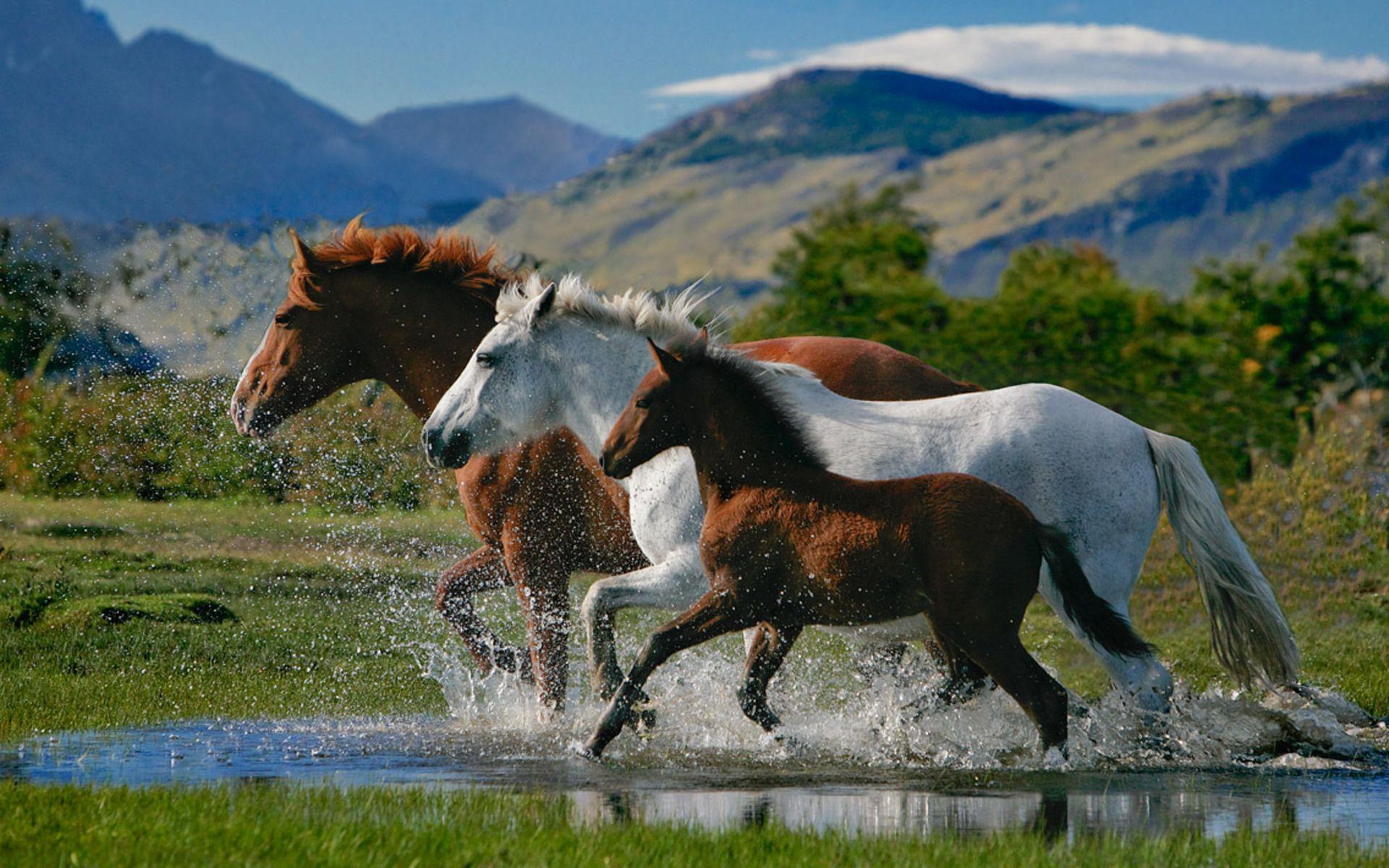 Baby Horse Wallpapers - Top Free Baby Horse Backgrounds - WallpaperAccess