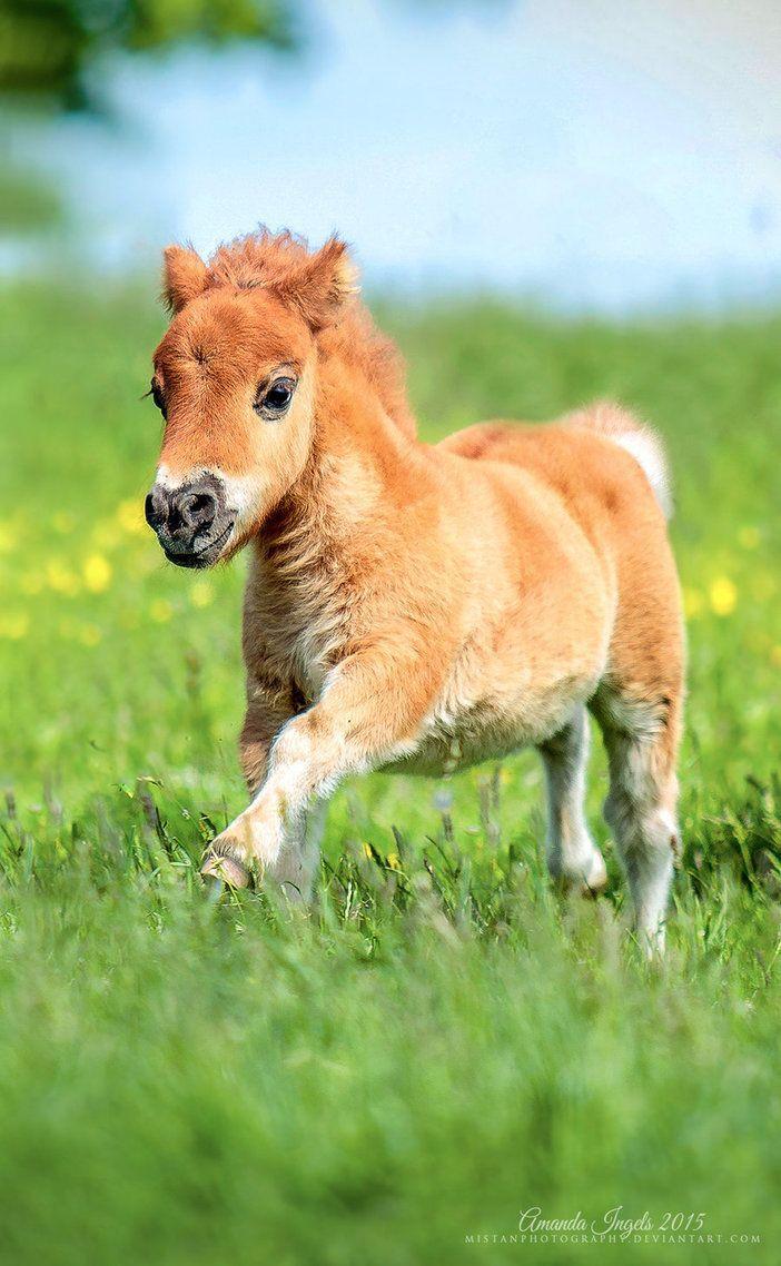 702x1138 Horse Image, Amazing High Definition Horse Picture & Background
