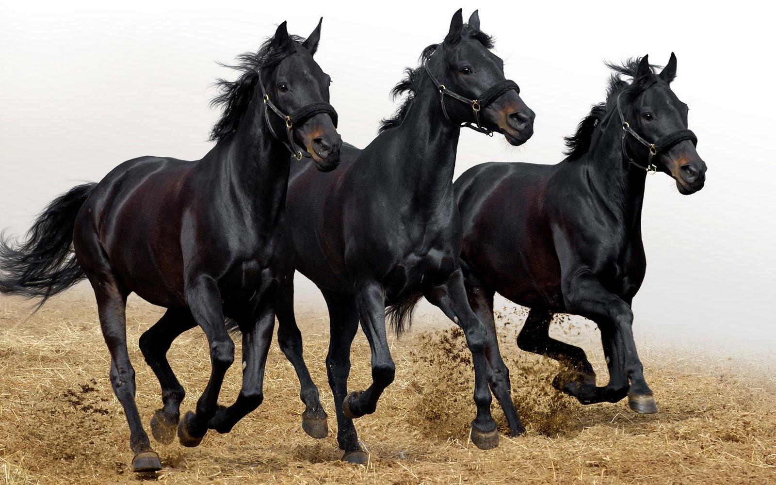 1600x1000 Beautiful Black Wild Horses Running Wallpaper Beautiful Black Wild
