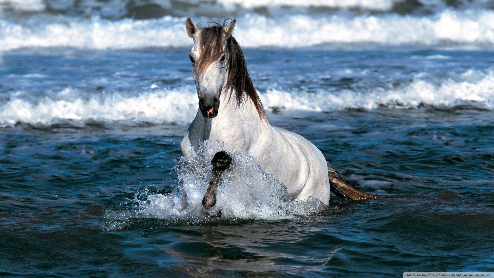 1920x1080 Running Horse Wallpaper Horse In Water, Download Wallpaper