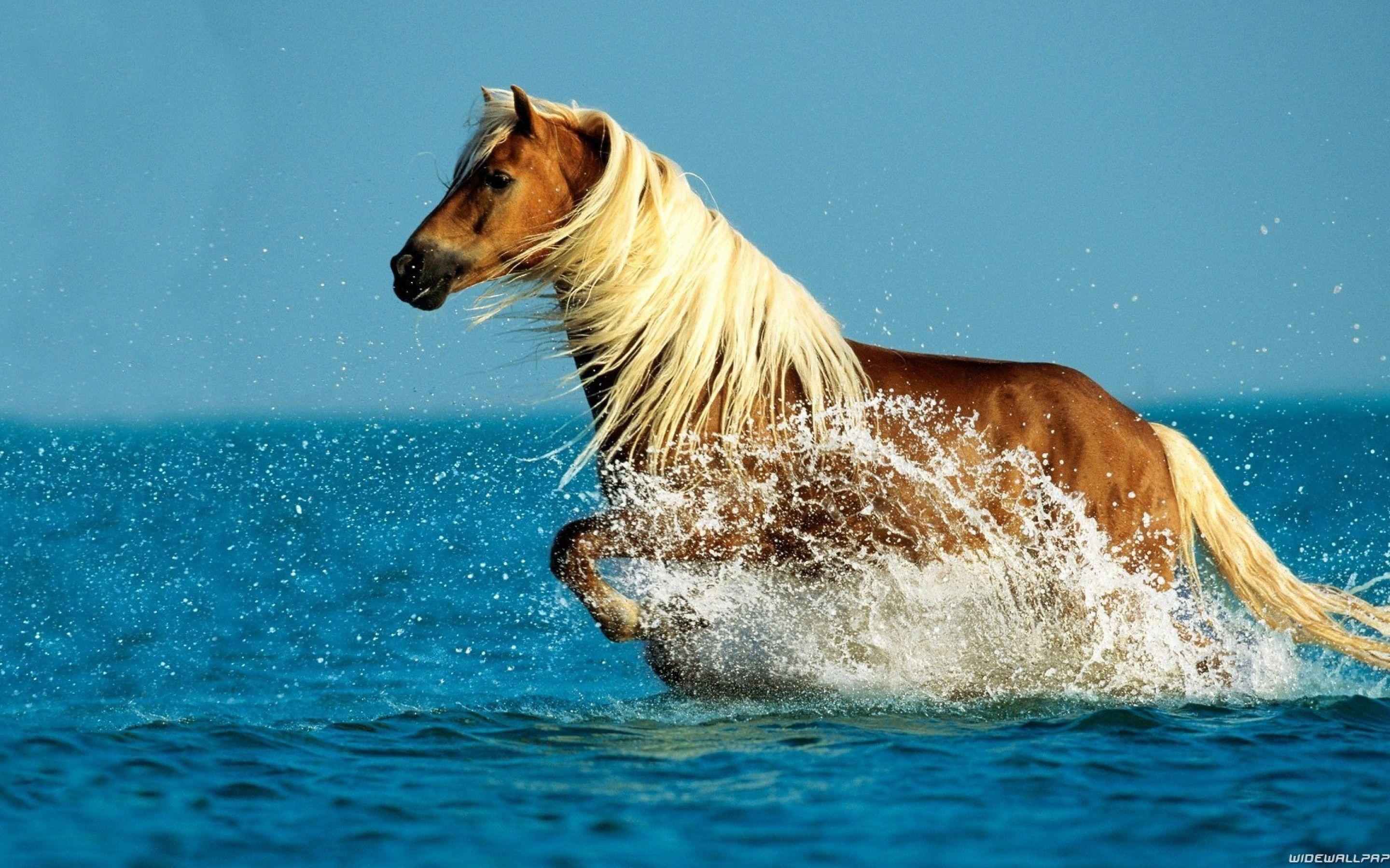 2880x1800 Wild Horses Running wallpaper