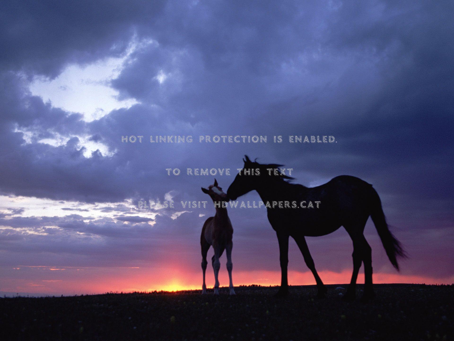 1920x1440 mother's love baby horse animal sunset